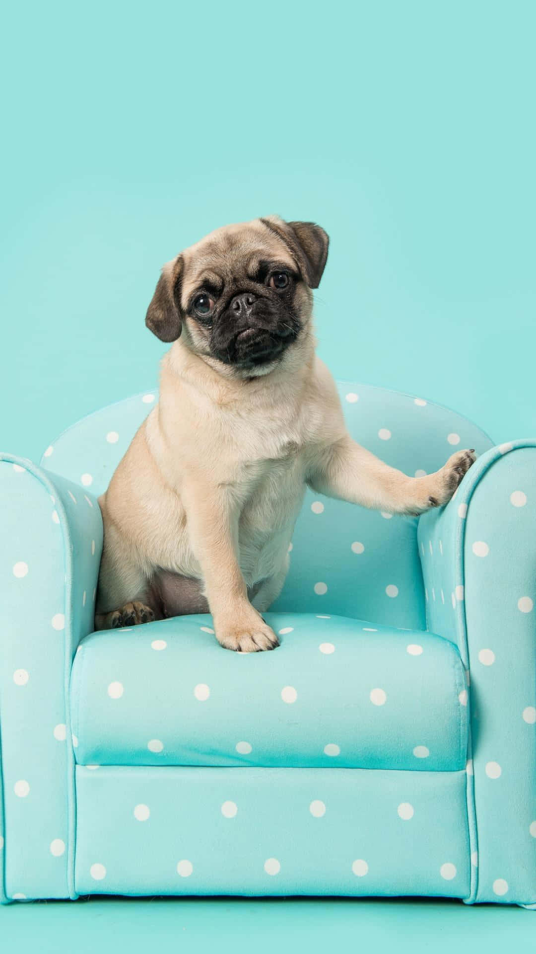 This Pug Is Ready For Bed! Wallpaper