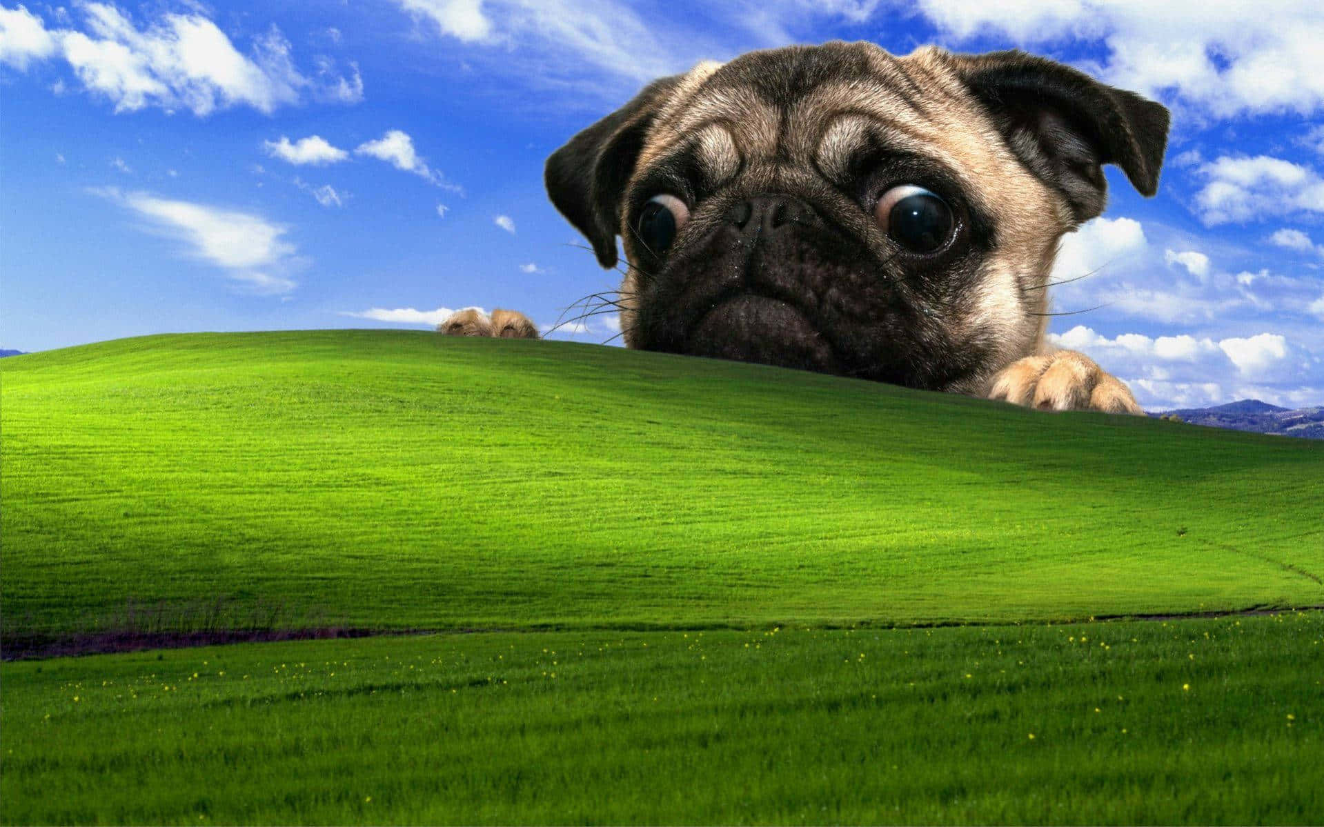 Pug Kijkend Over Bliss Hill.jpg Achtergrond