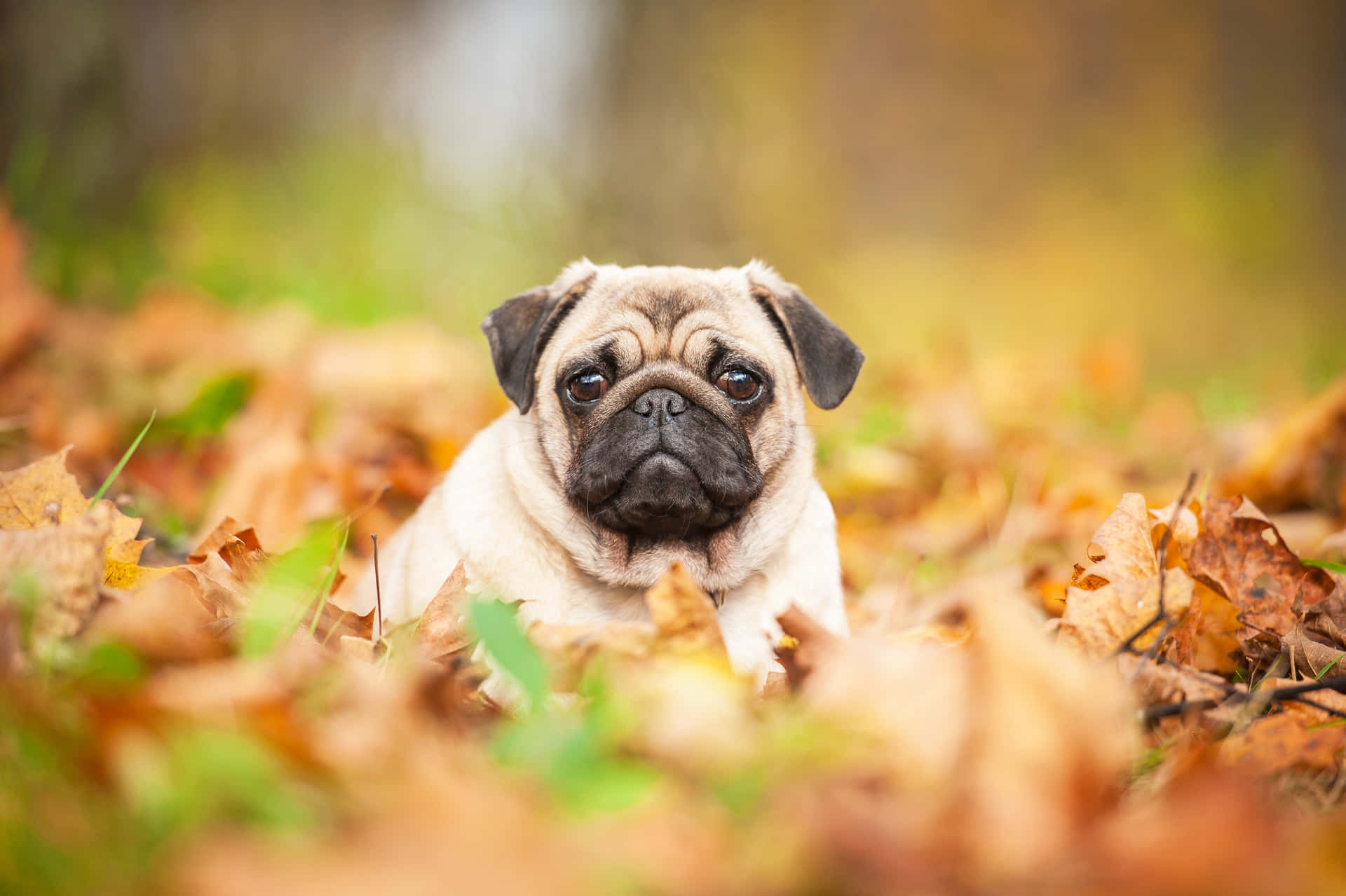 Pug Pictures