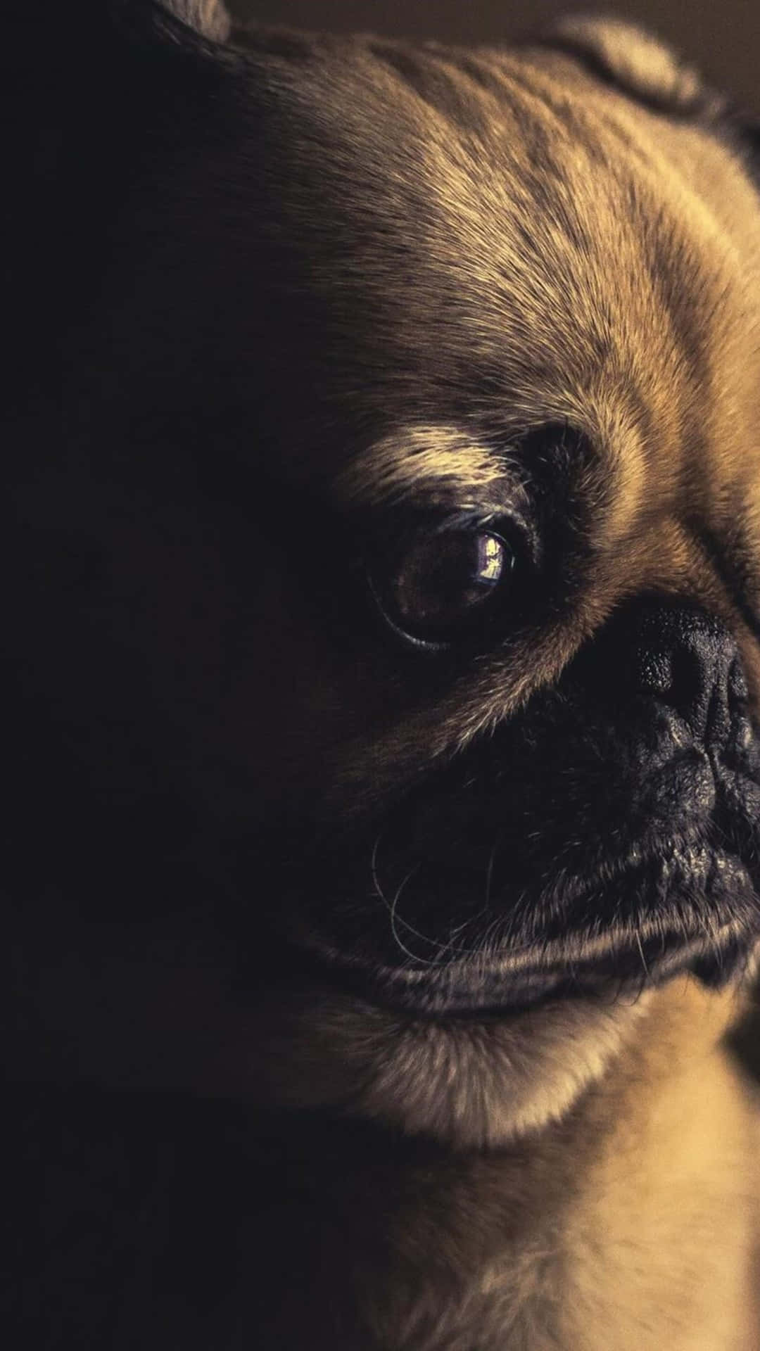 A cute pug dog gazing up towards the camera Wallpaper