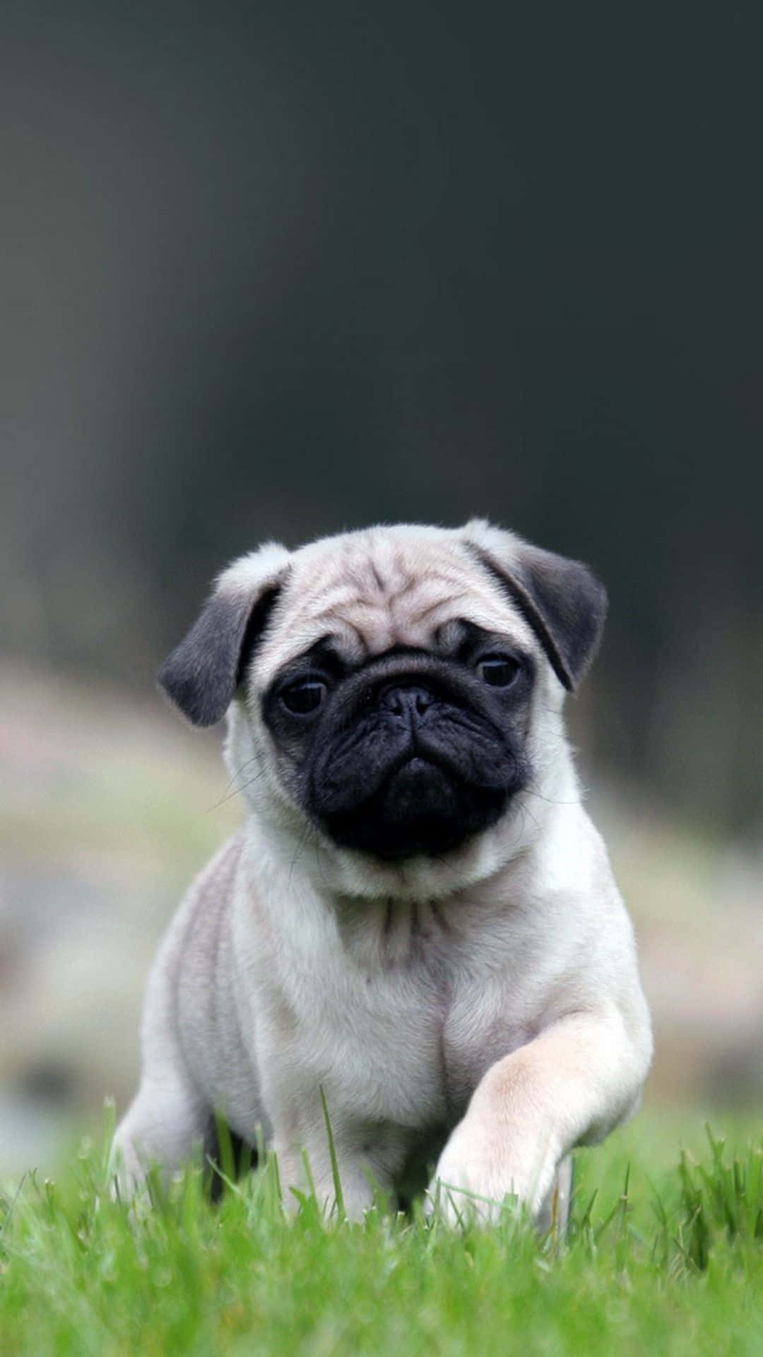 This sweet pug is ready for its closeup! Wallpaper