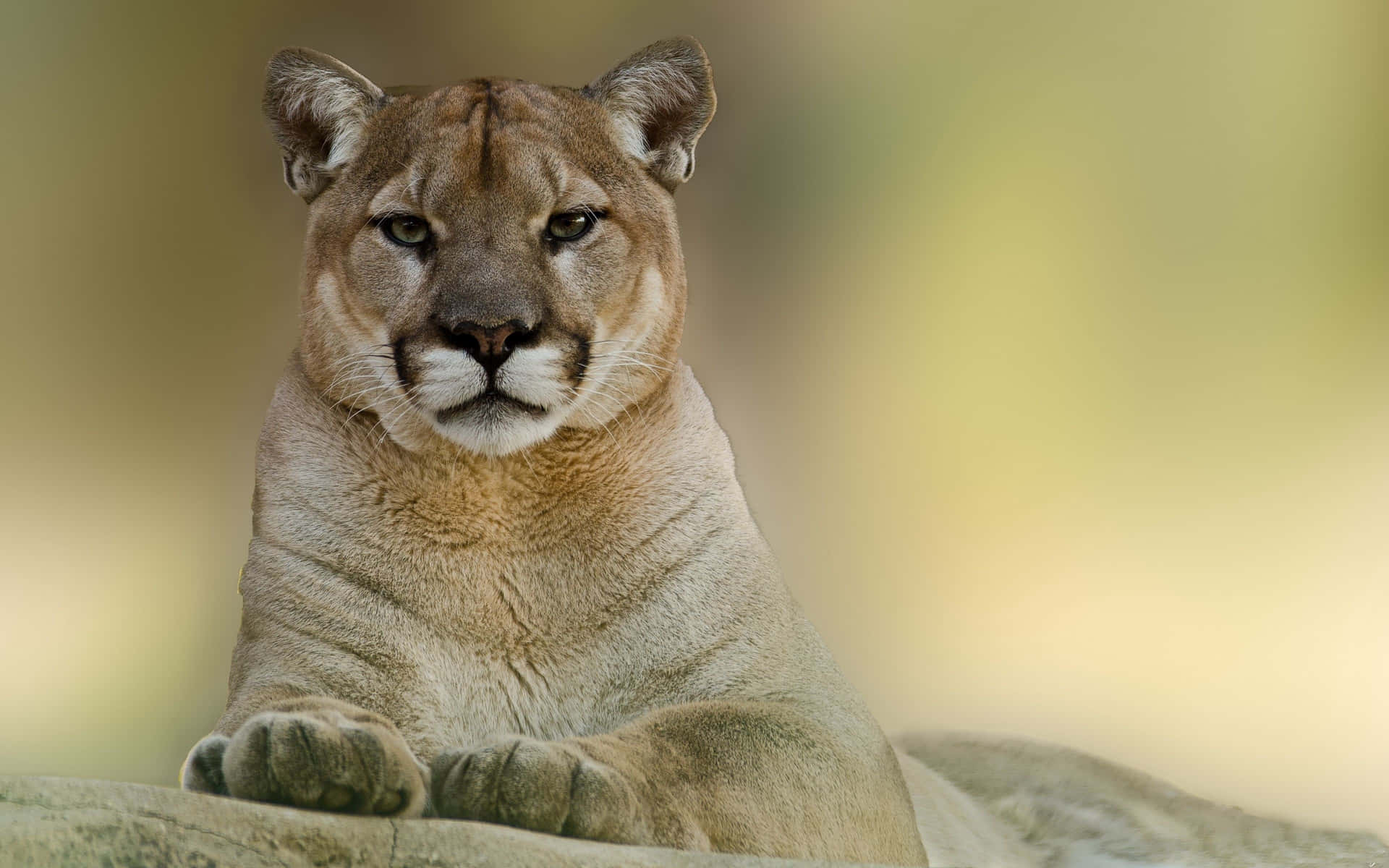A Mountain Lion Is Laying On A Rock