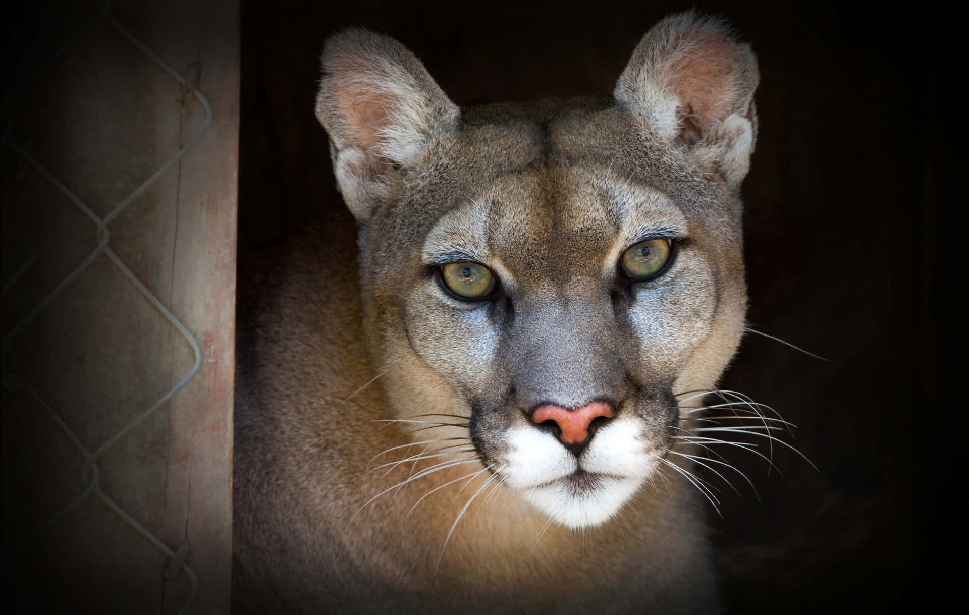 A Mountain Lion Is Looking Out Of A Dark Door