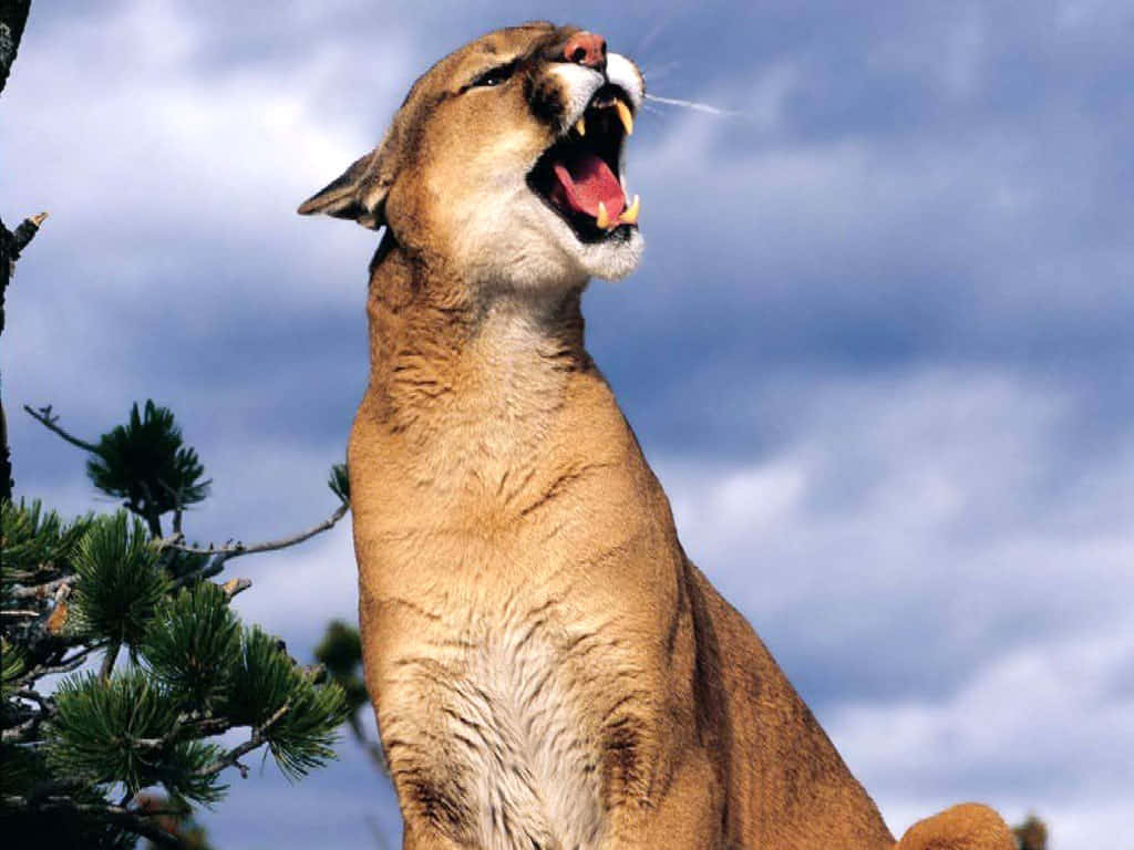 Betretensie Die Wildnis Mit Puma