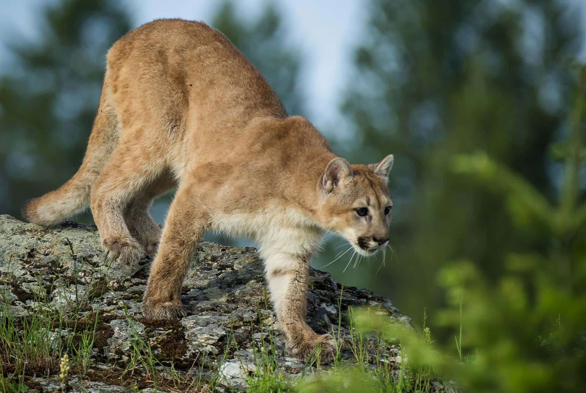 A Cougar Walks On A Rock In The Forest
