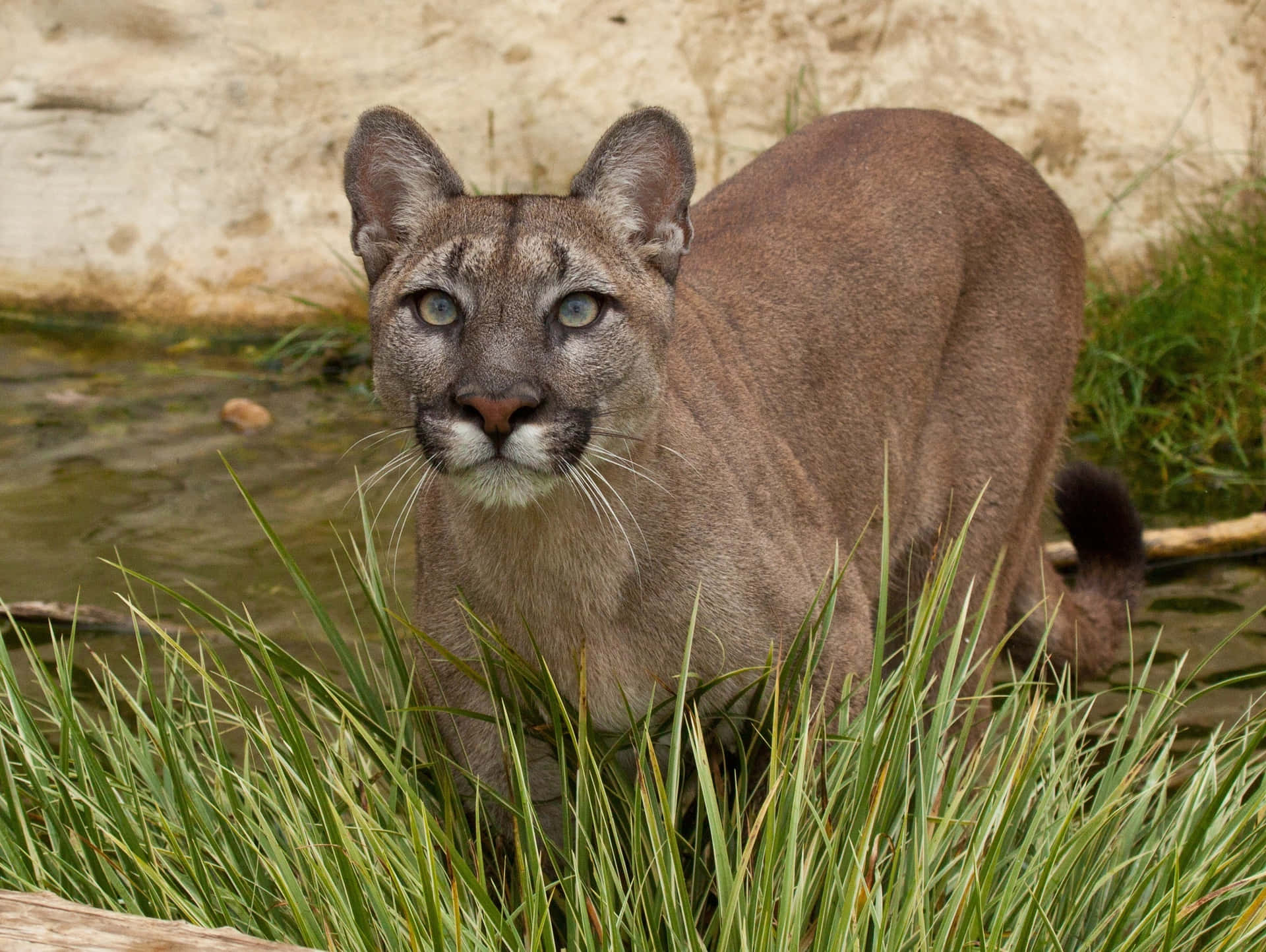 a mountain lion is standing in the grass