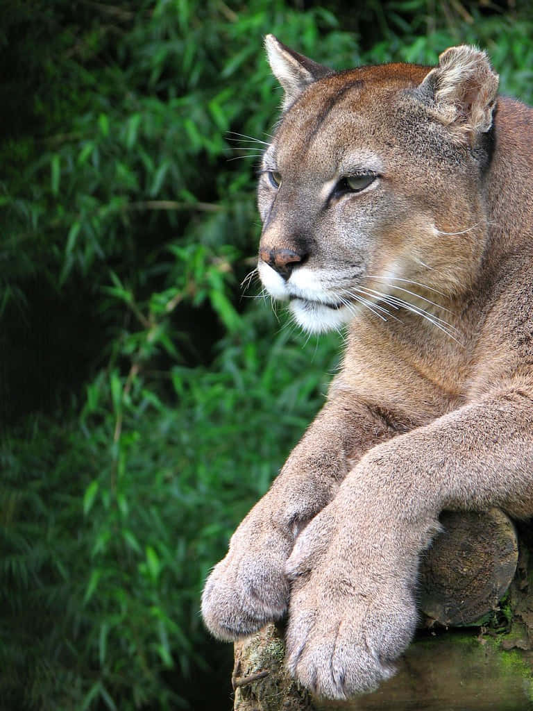 A Mountain Lion Is Sitting On A Log
