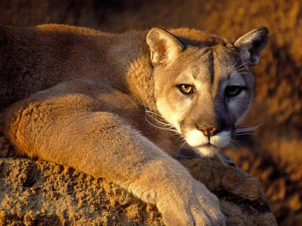 A Mountain Lion Is Laying On A Rock