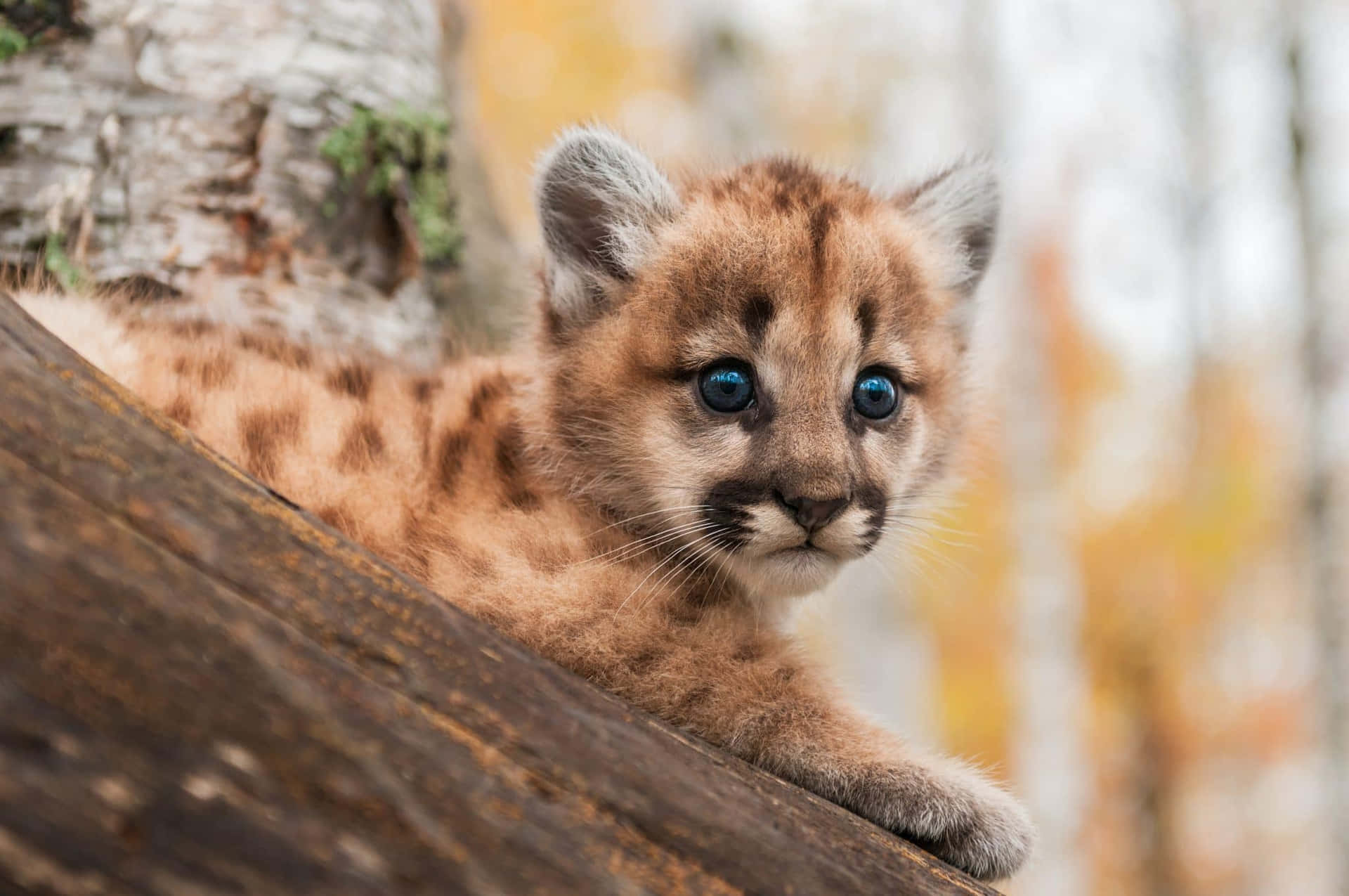 A Baby Cougar Cub Is Sitting On A Tree Trunk
