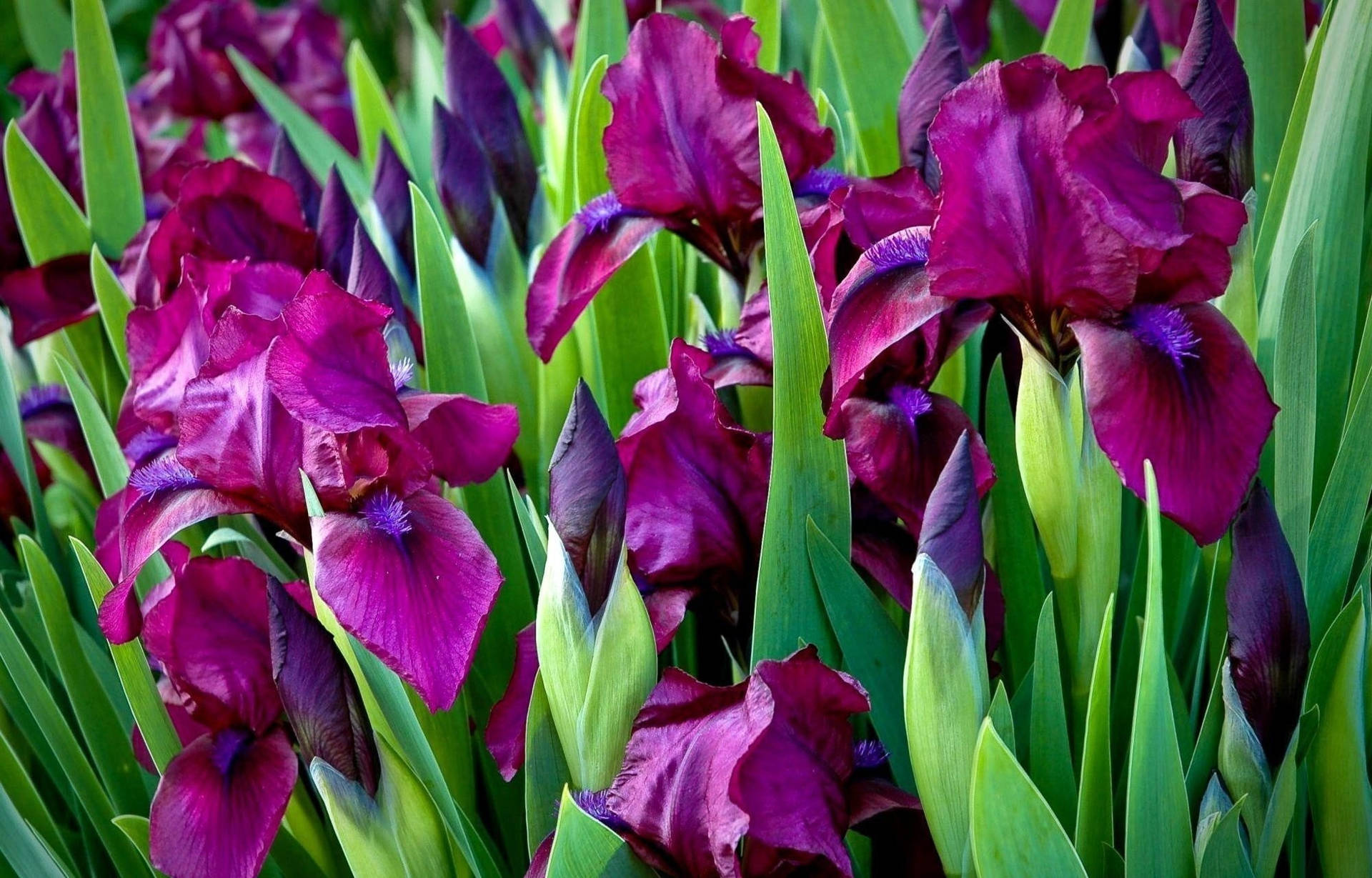Pumila Iris Flowers