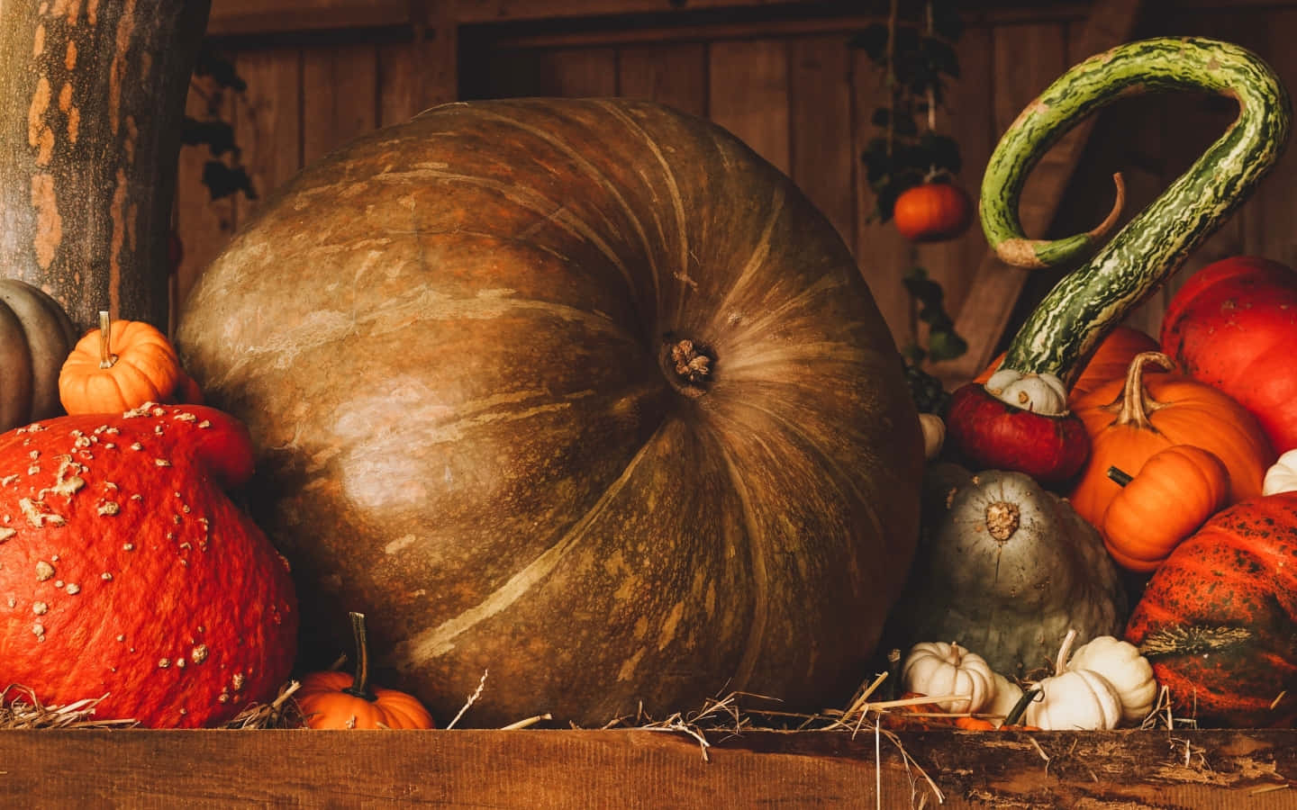 Bright orange pumpkins in the fall against a rustic wooden background