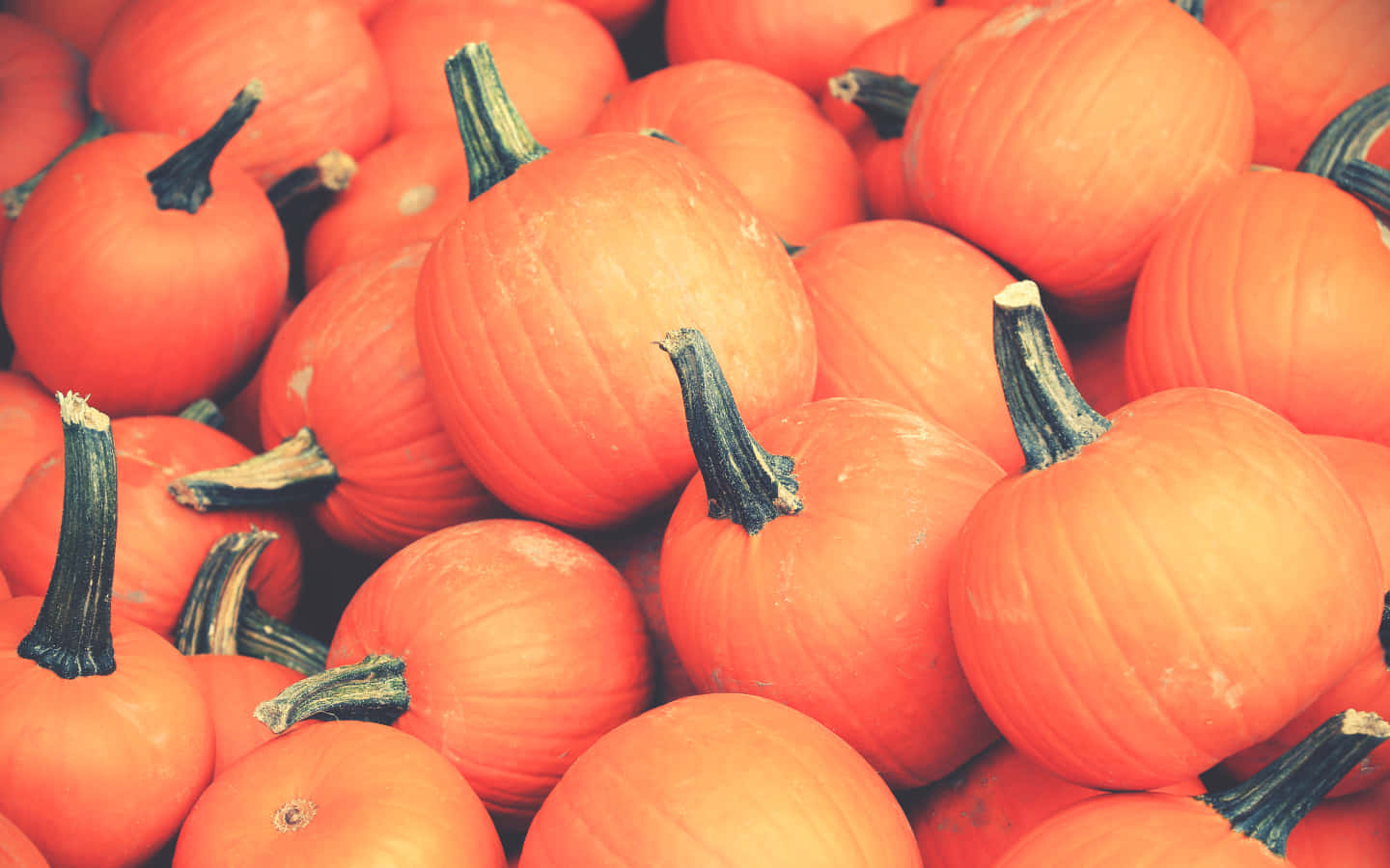 Celebrate Fall with a Pumpkin Wallpaper