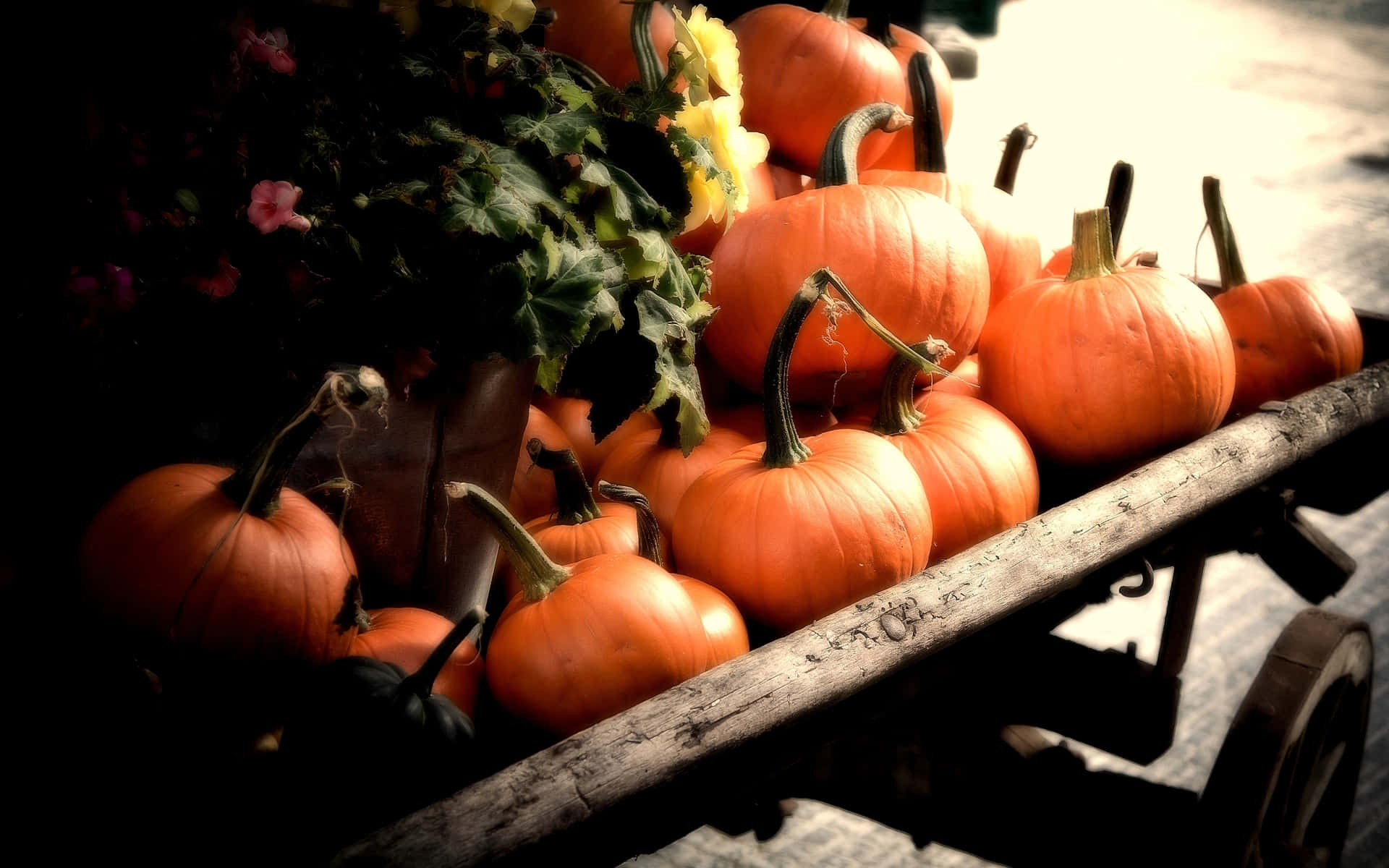 Celebrate Fall with a Delightfully Delicious Pumpkin Wallpaper