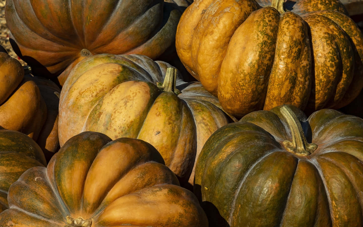 Celebrate the Fall Season with a Pumpkin
