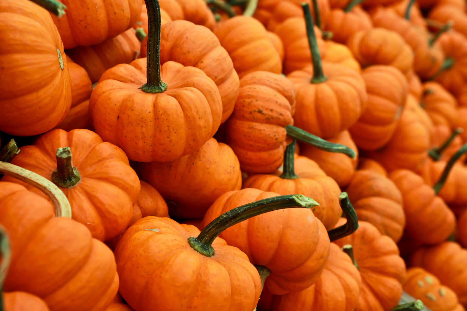 A ripe orange pumpkin in a picturesque autumn setting Wallpaper
