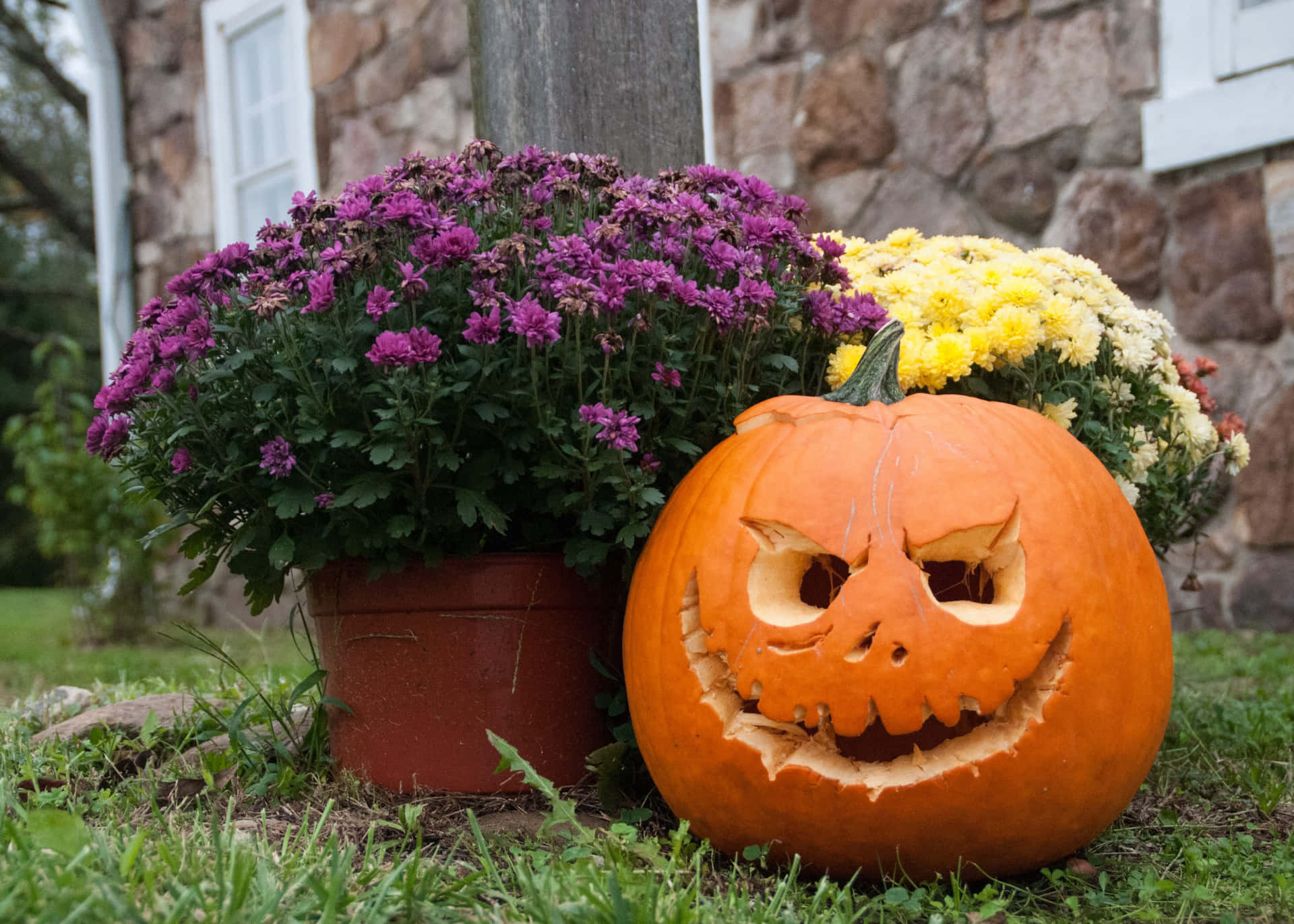 Pumpkin Carving With Purple And Yellow Flowers Pictures