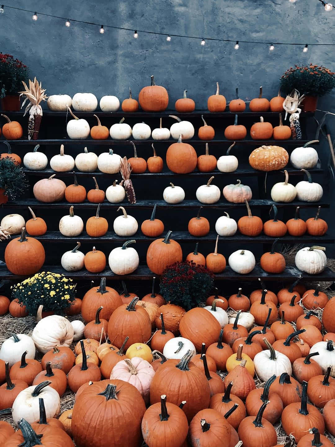 Affichage De Citrouilles Décor D'automne Fond d'écran