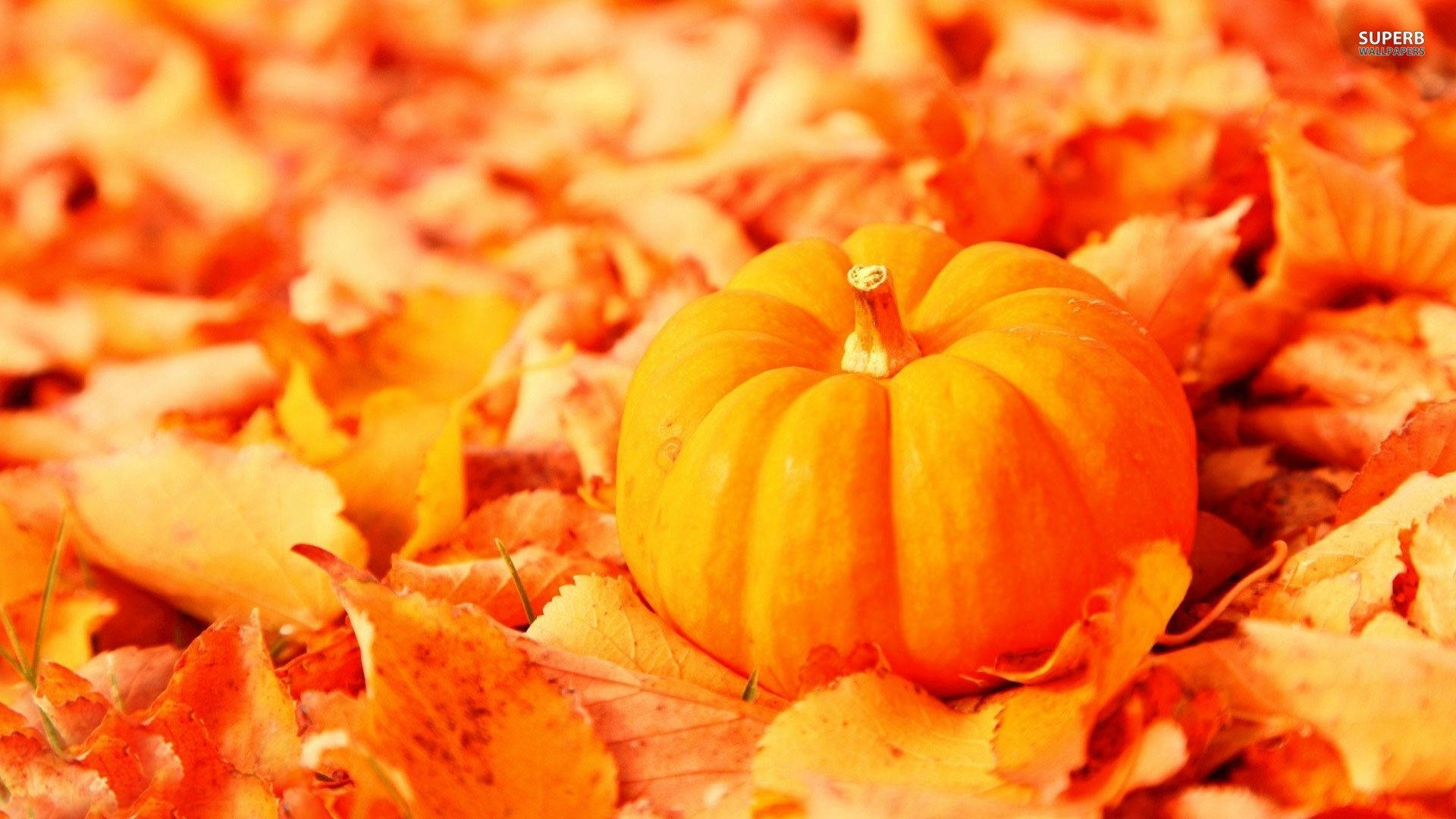Pumpkin In Autumn