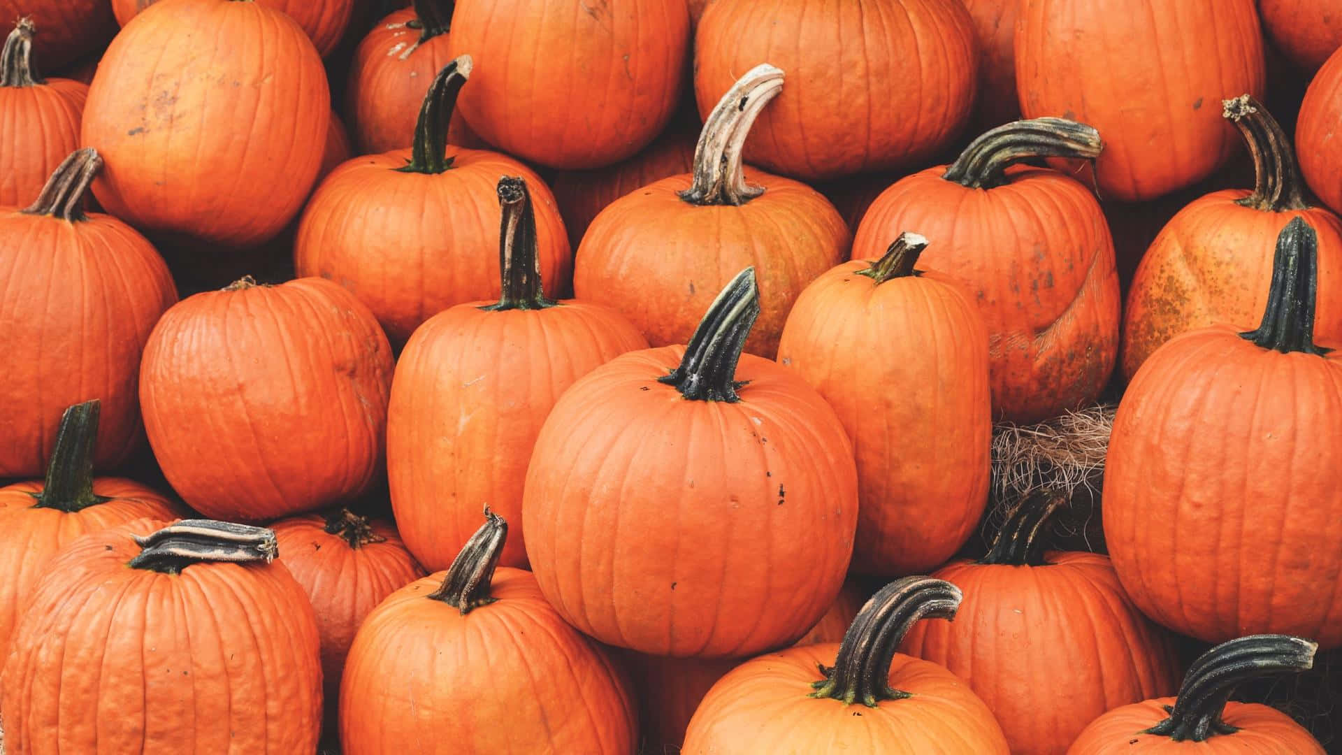 Pumpkin Patch Aesthetic.jpg Wallpaper