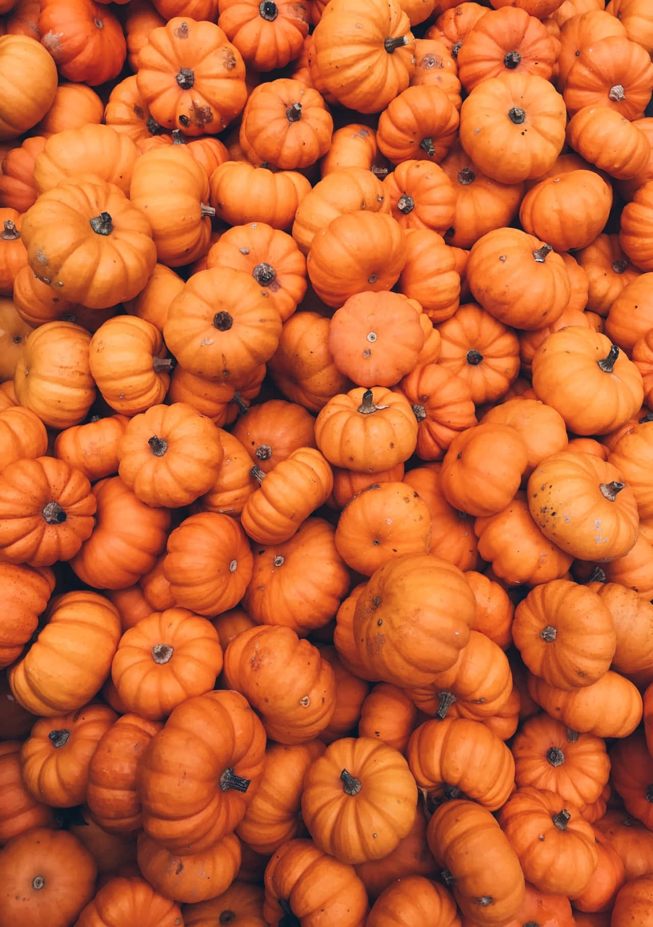 Pumpkin Patch Autumn Harvest.jpg Wallpaper