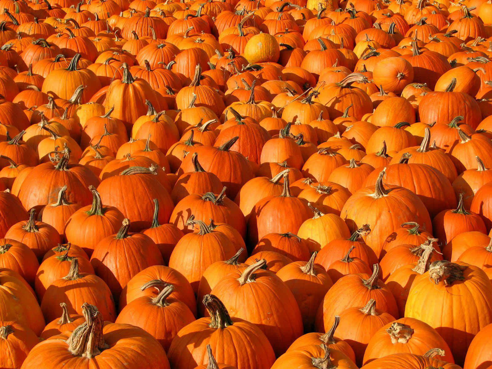 pumpkin harvest wallpaper