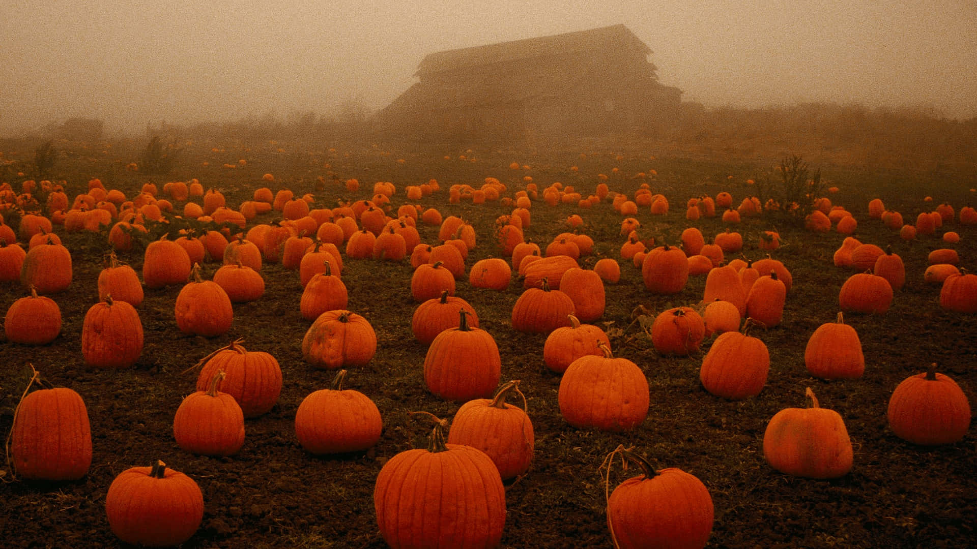 Pumpkin Patch Background In Foggy Field