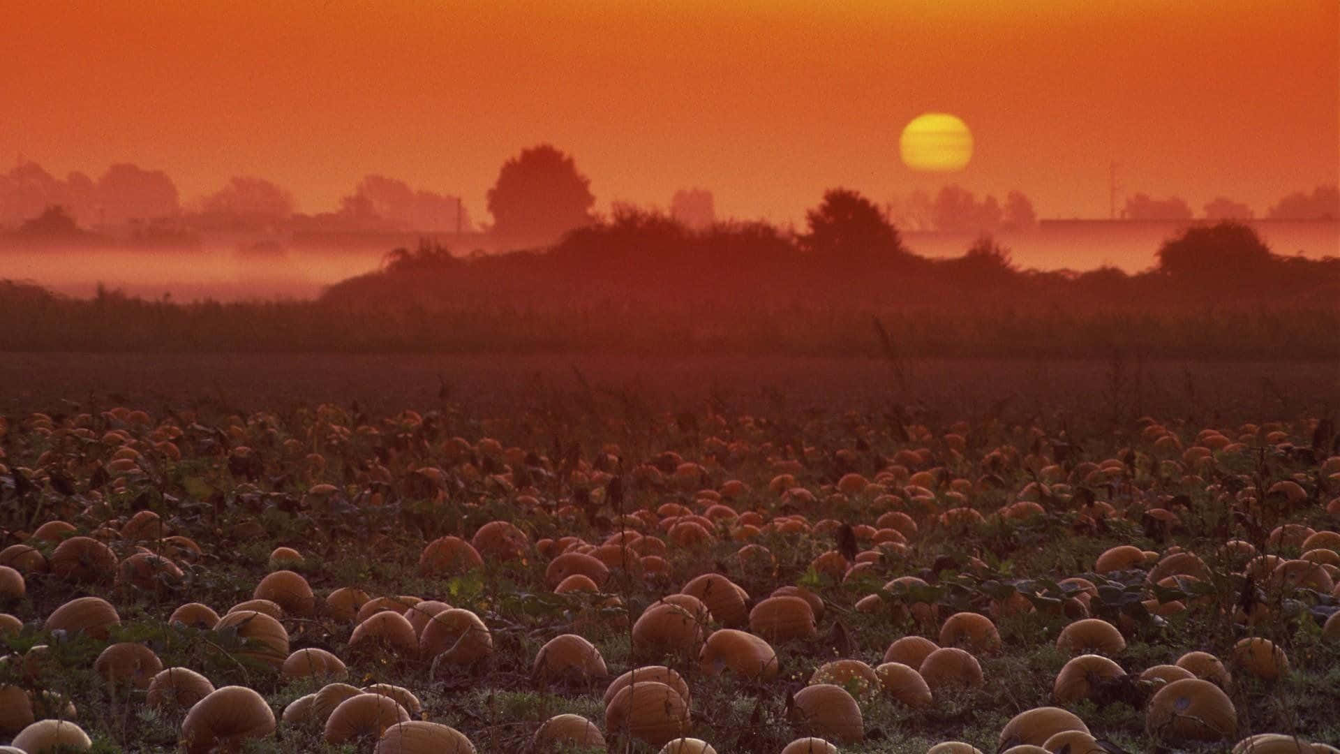 Pumpkin Patch Background In Sunset
