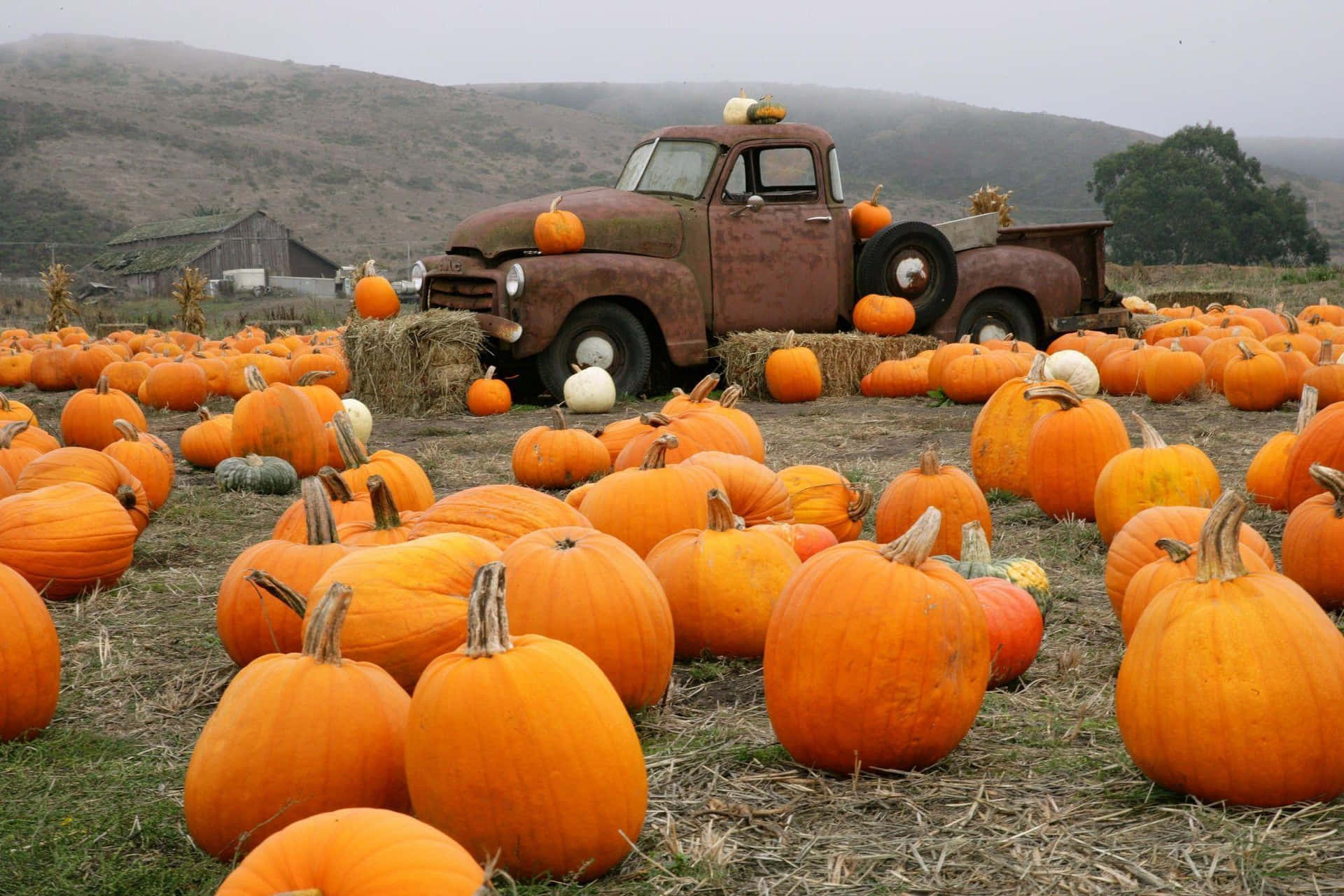 Pumpkin Patch Background&Truck