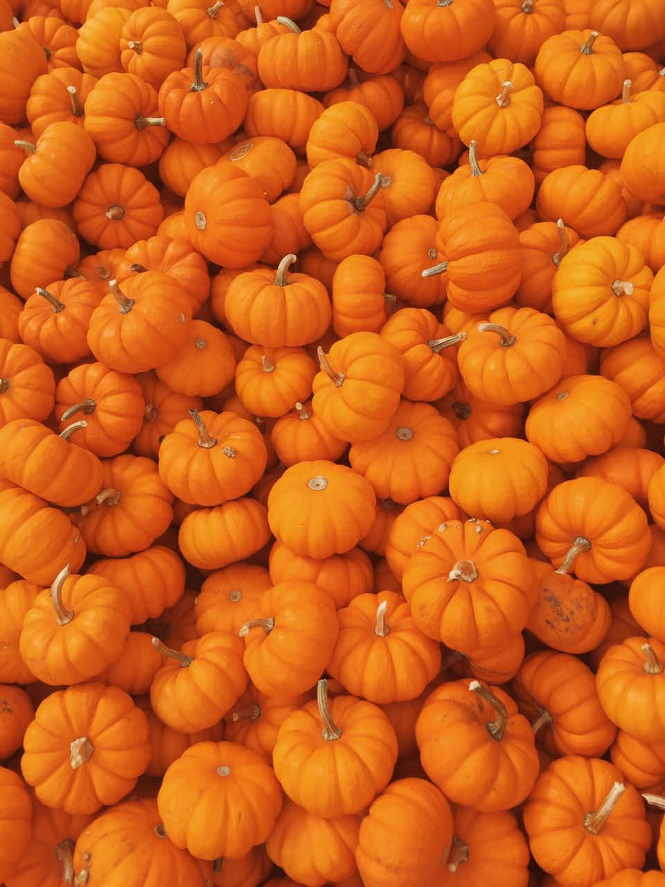 Pumpkin Patch Background 960 X 1280