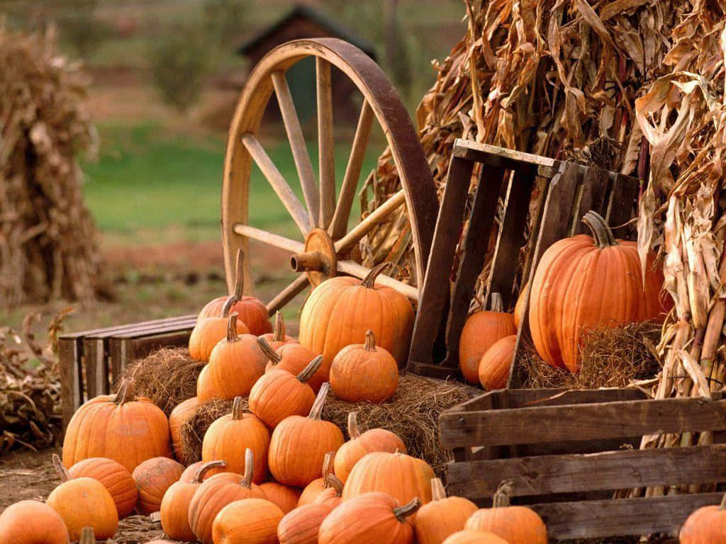 Pumpkin Patch Background&A Wheel