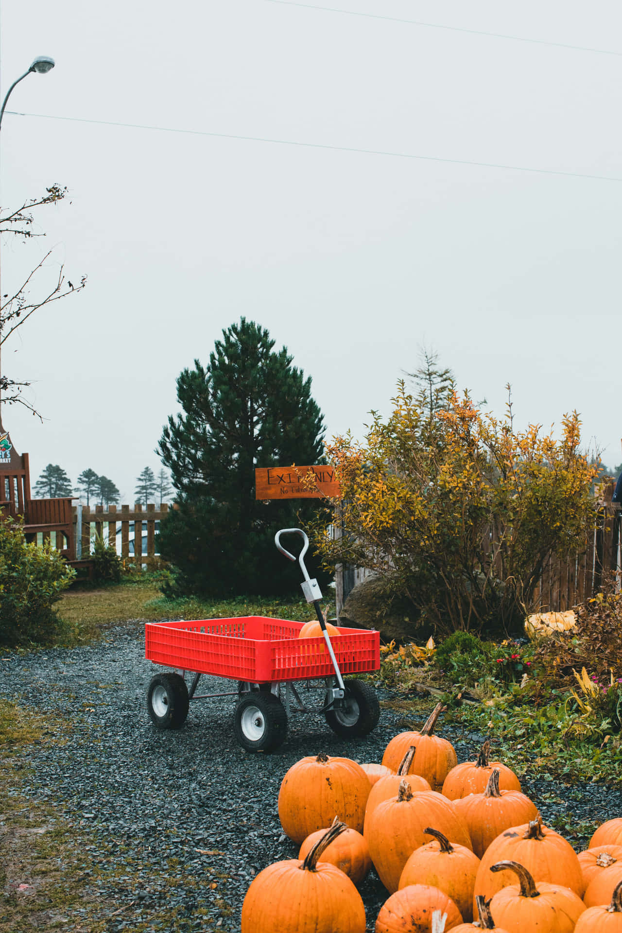 Red Wagon At A Pumpkin Patch Picture
