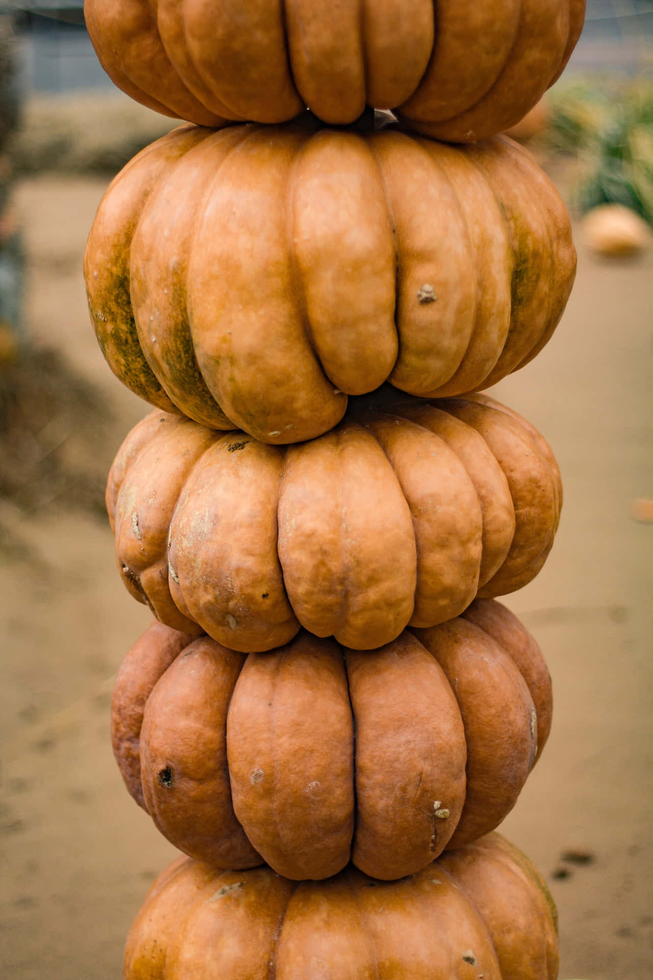 Stacked Pumpkins In Pumpkin Patch Picture