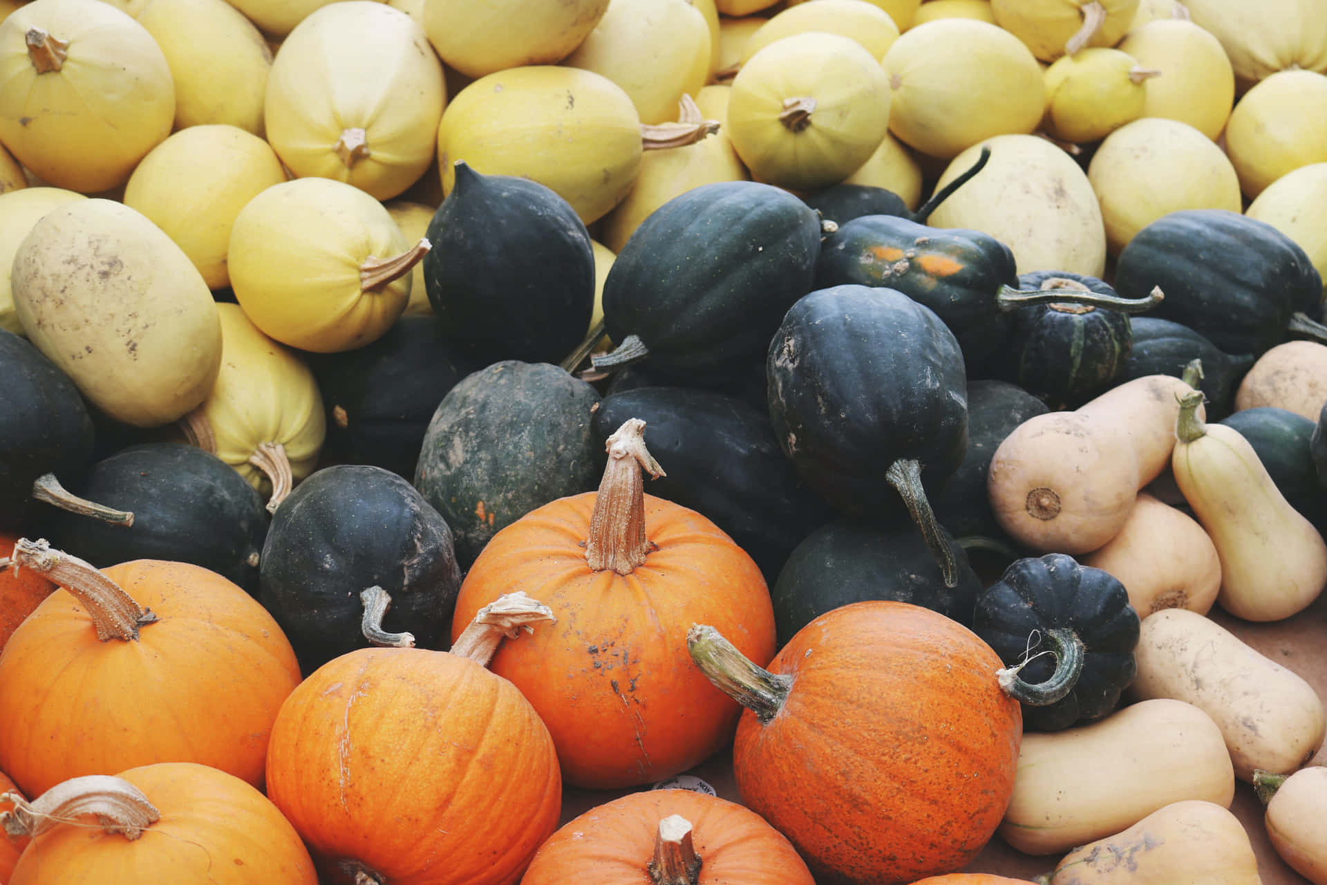 Pumpkins And Squashes At A Pumpkin Patch Picture