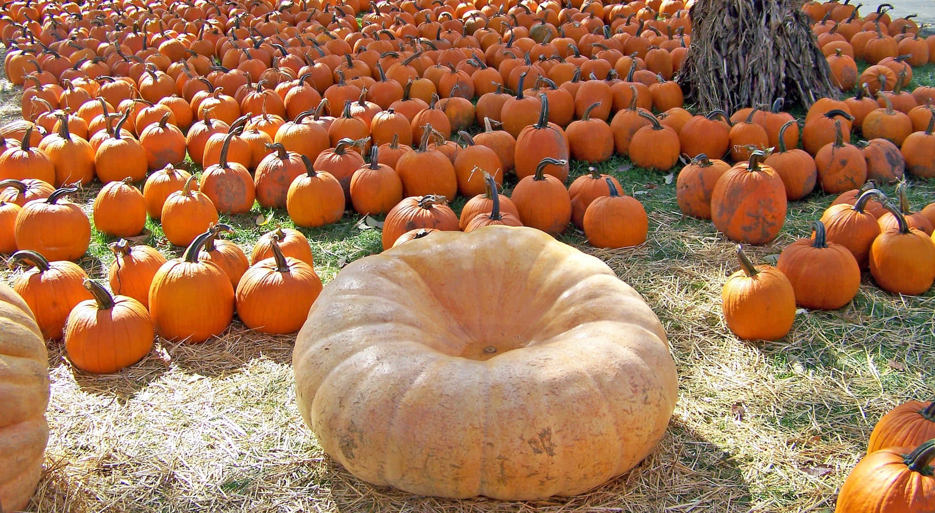 Largest Crop At A Pumpkin Patch Picture