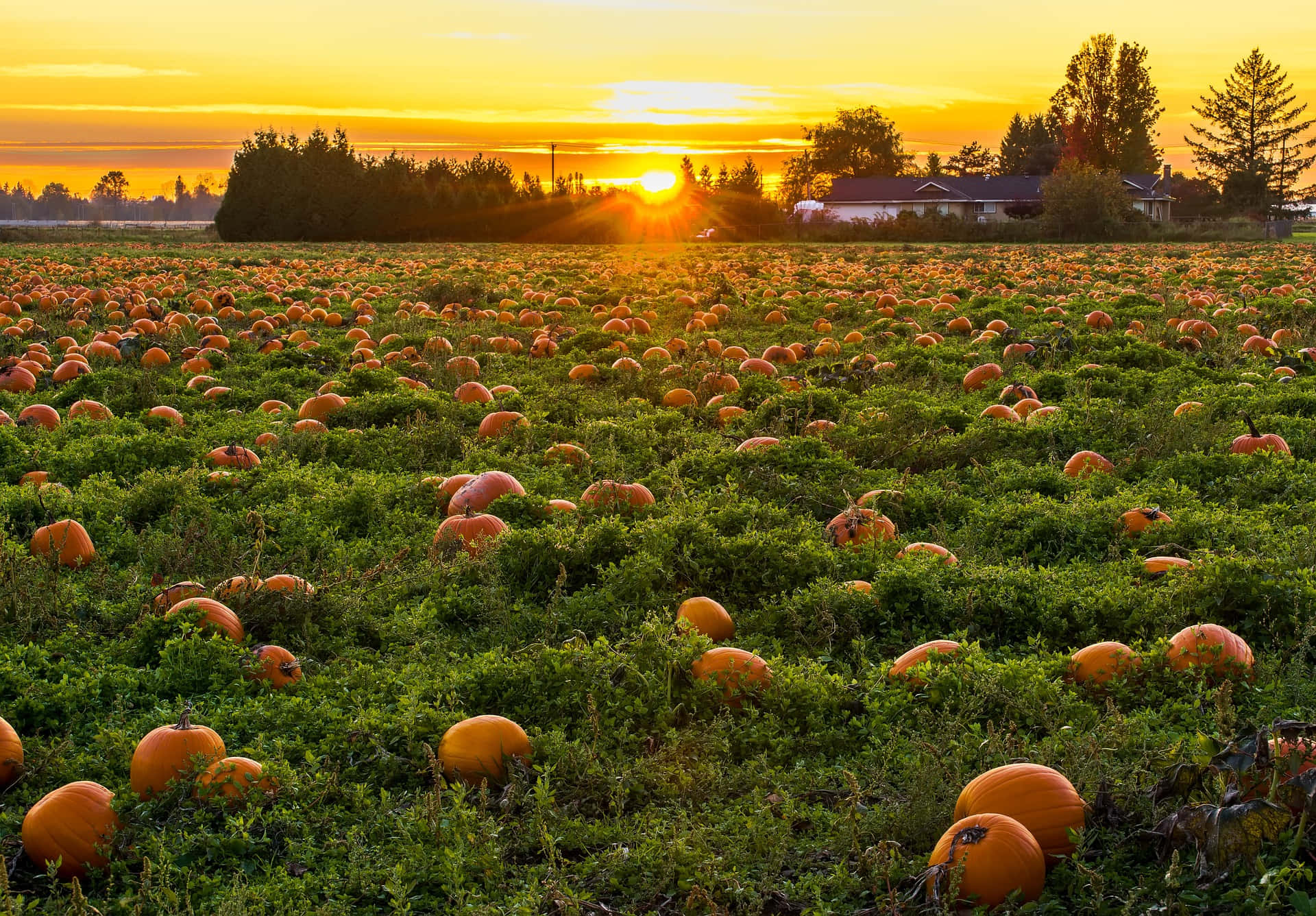 Sunset On A Pumpkin Patch Picture