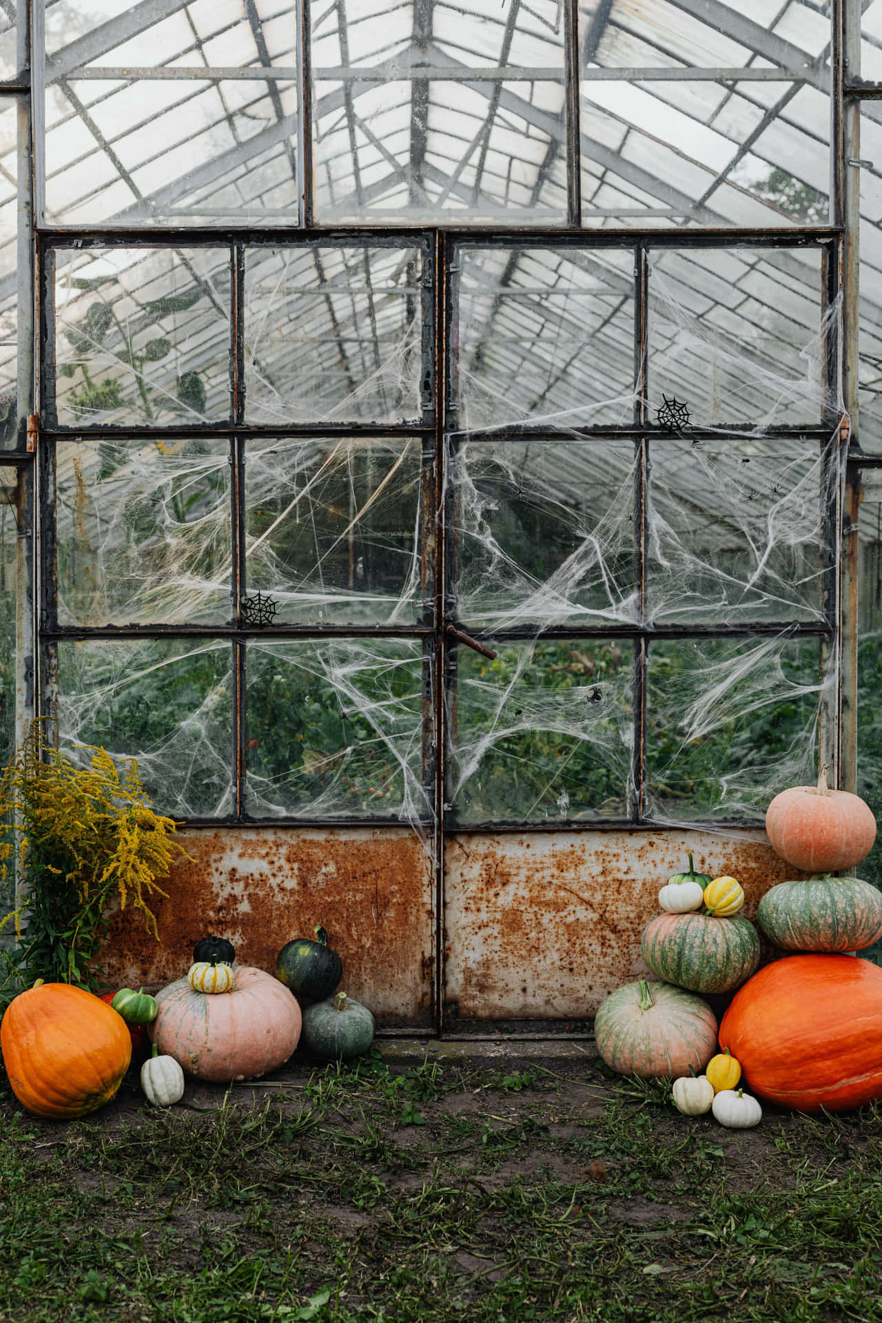 Greenhouse At A Pumpkin Patch Picture