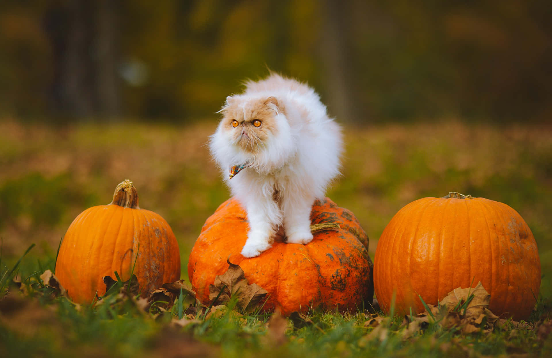 White Persian Cat At A Pumpkin Patch Picture