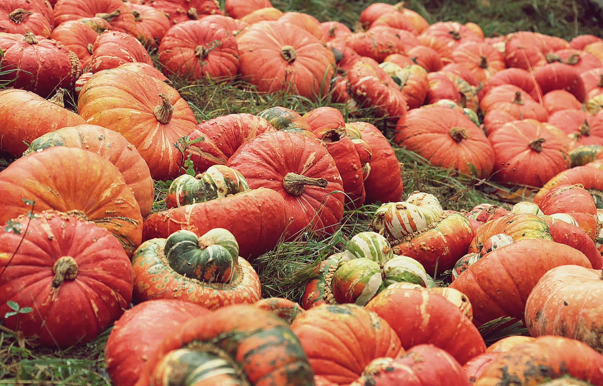 Ripened Crops At A Pumpkin Patch Picture
