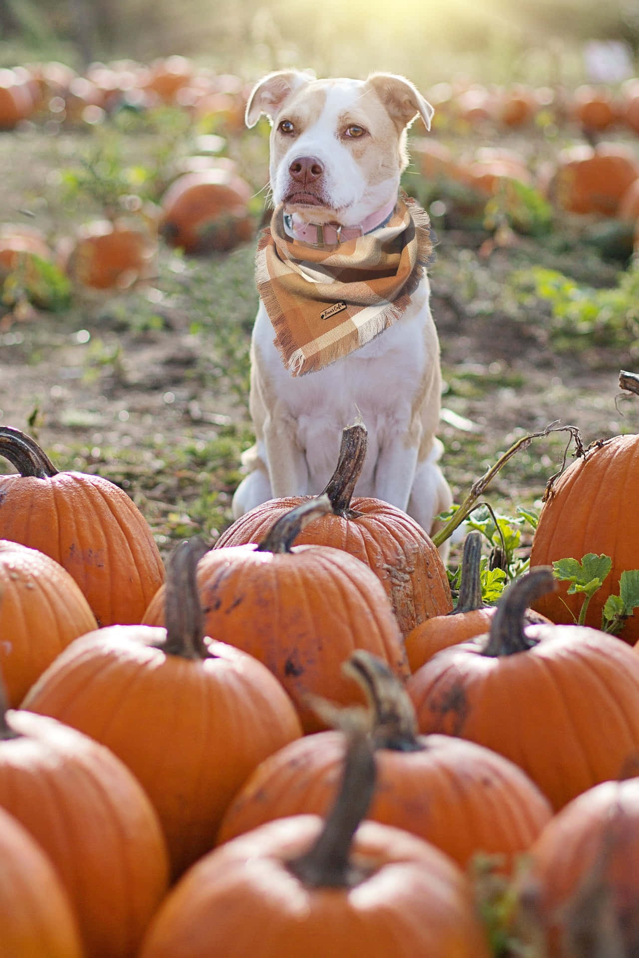 Cute Puppy At A Pumpkin Patch Picture