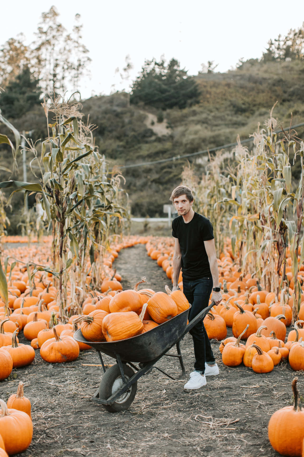 Man With A Wheelbarrow At Pumpkin Patch Picture
