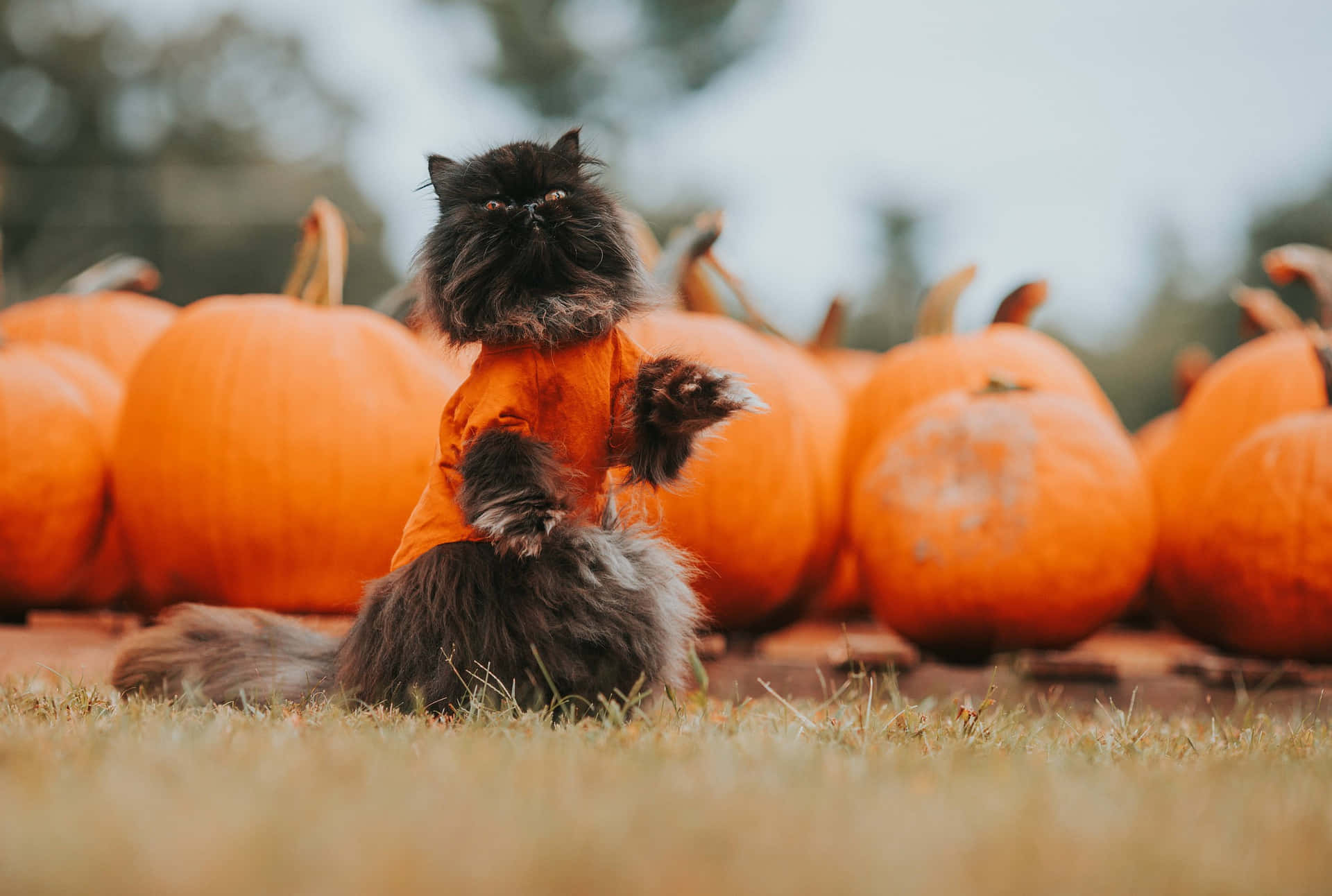 Pumpkin Patch Picture Of Funny Cat