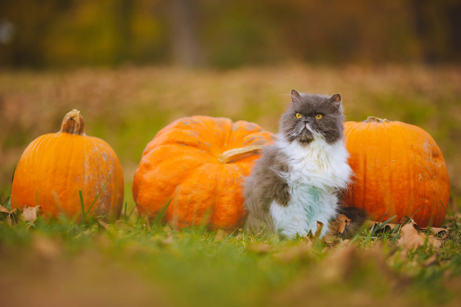Adorable Cat At A Pumpkin Patch Picture