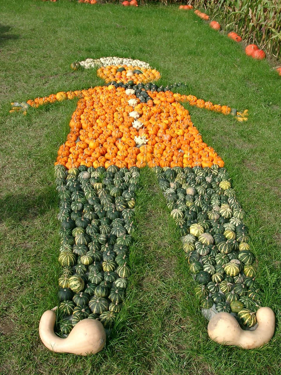 Immaginedi Pumpkin Man In Un Campo Di Zucche