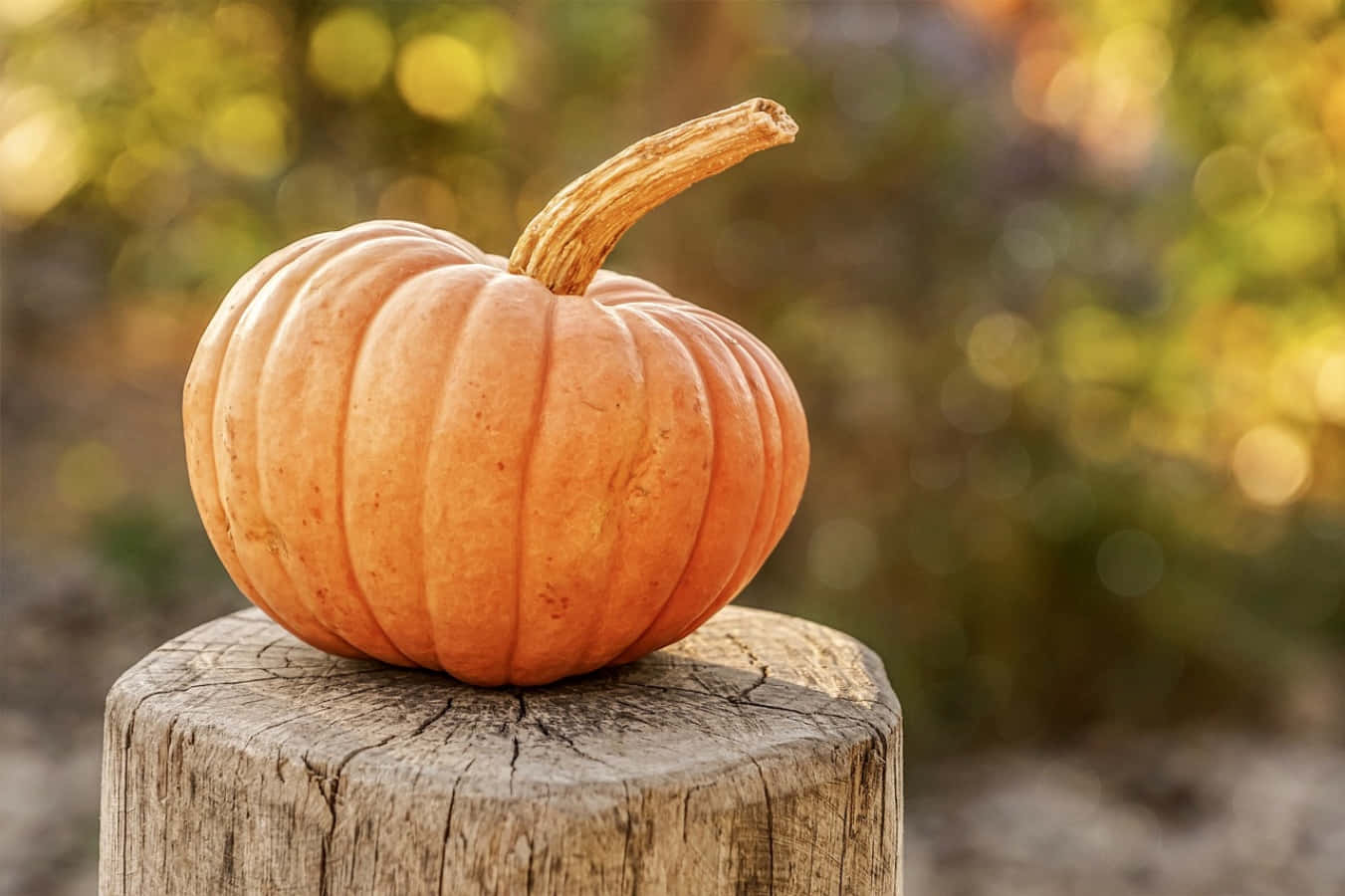 This pumpkin is ready for carving!