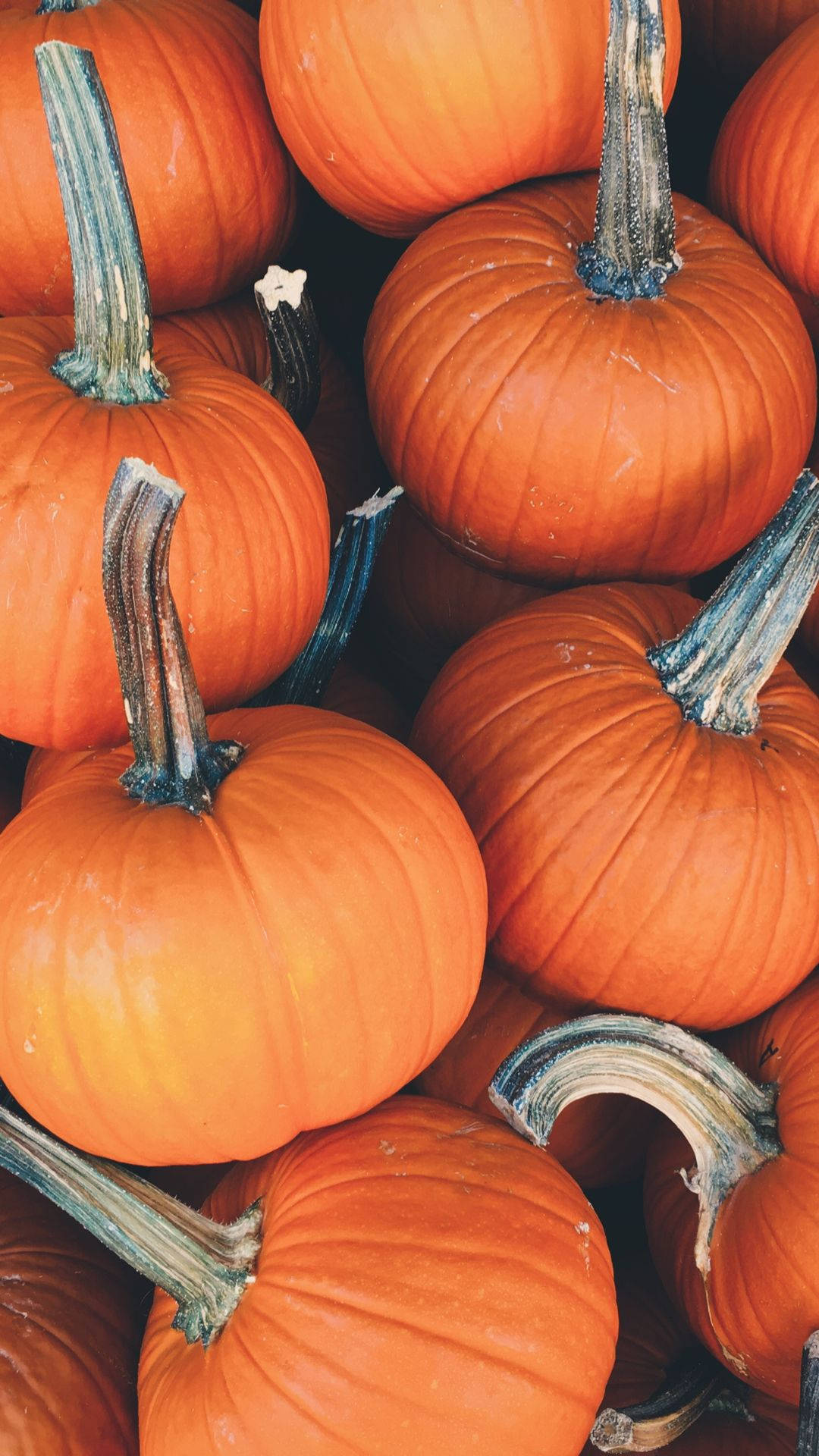 Stacked pumpkins for a festive fall! Wallpaper