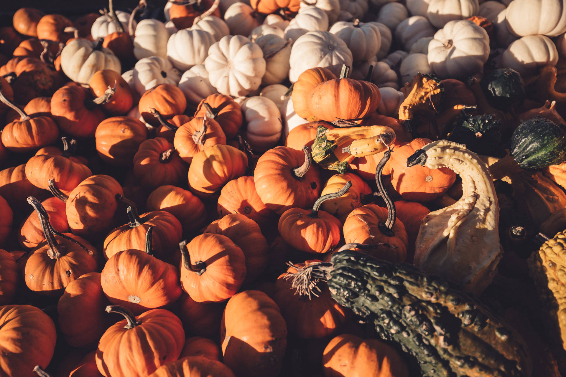 Pumpkin Variation Harvest