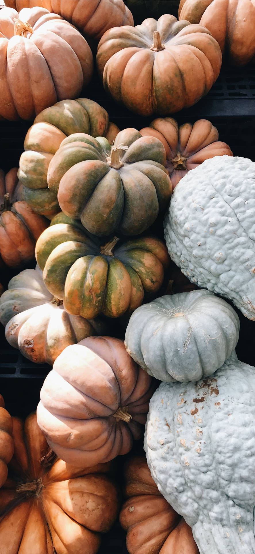Pumpkins In Different Colors Thanksgiving Iphone Wallpaper