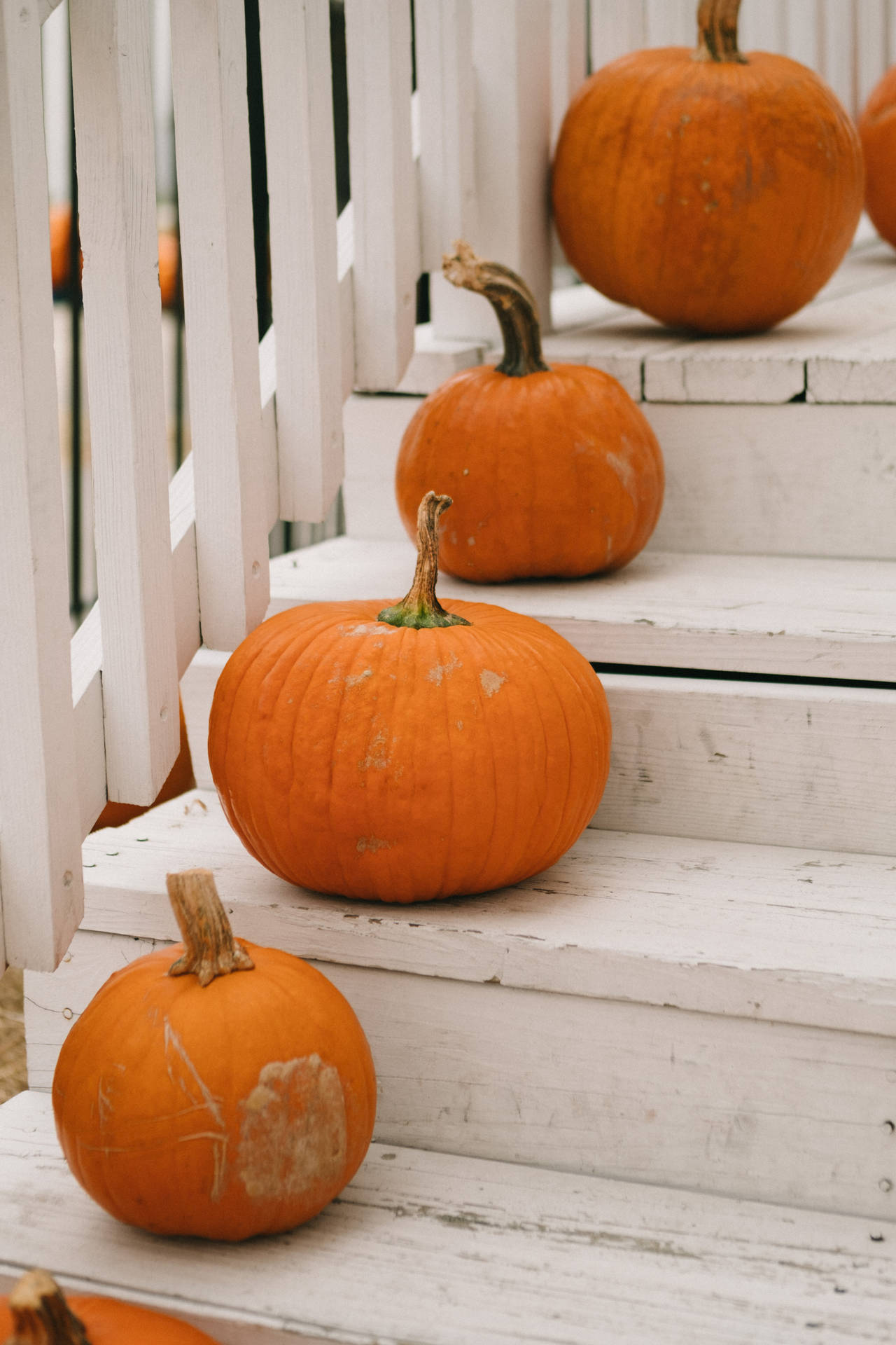 Pumpkins On Staircase