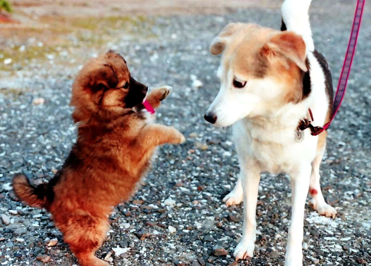 Adorable puppies playing together outside
