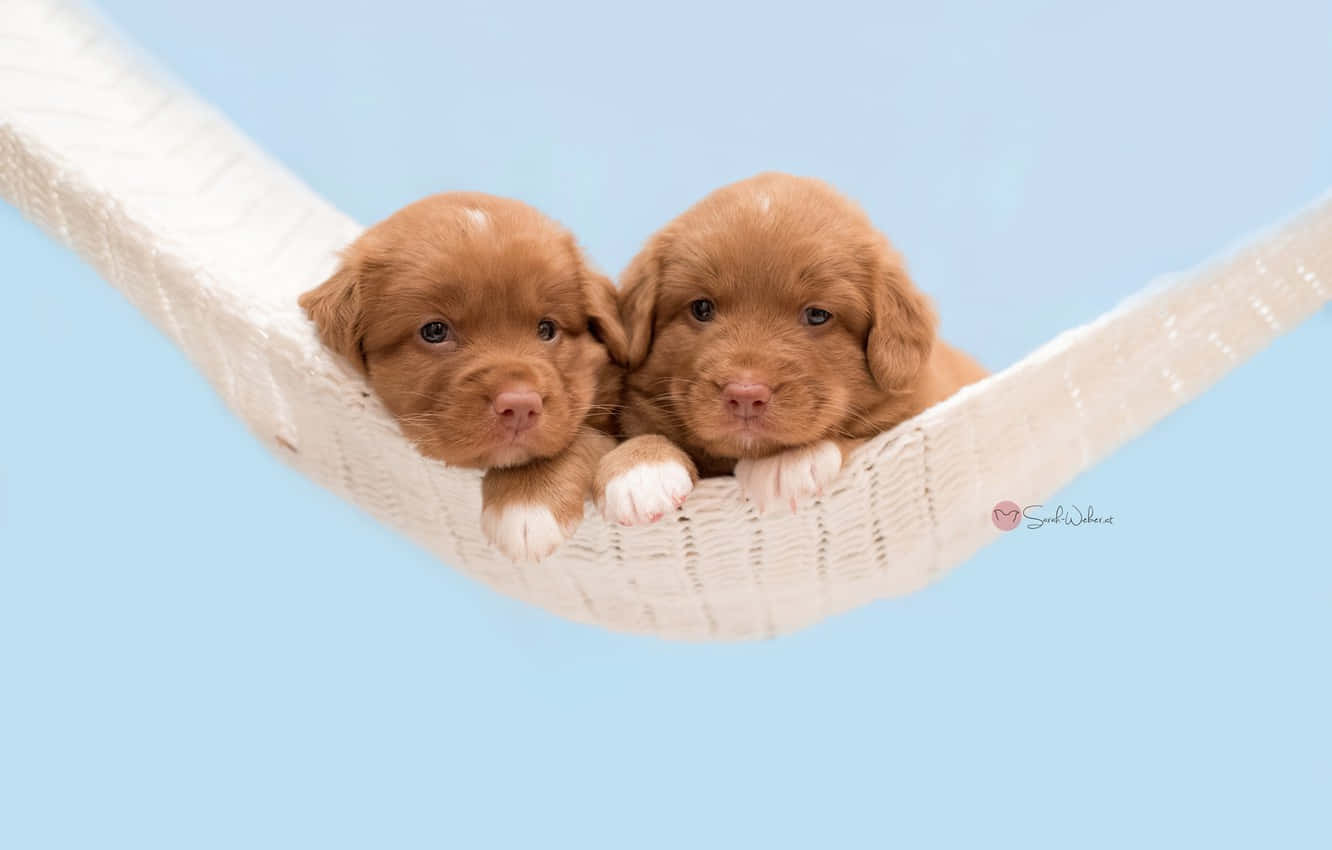 Adorable and Cute Puppies